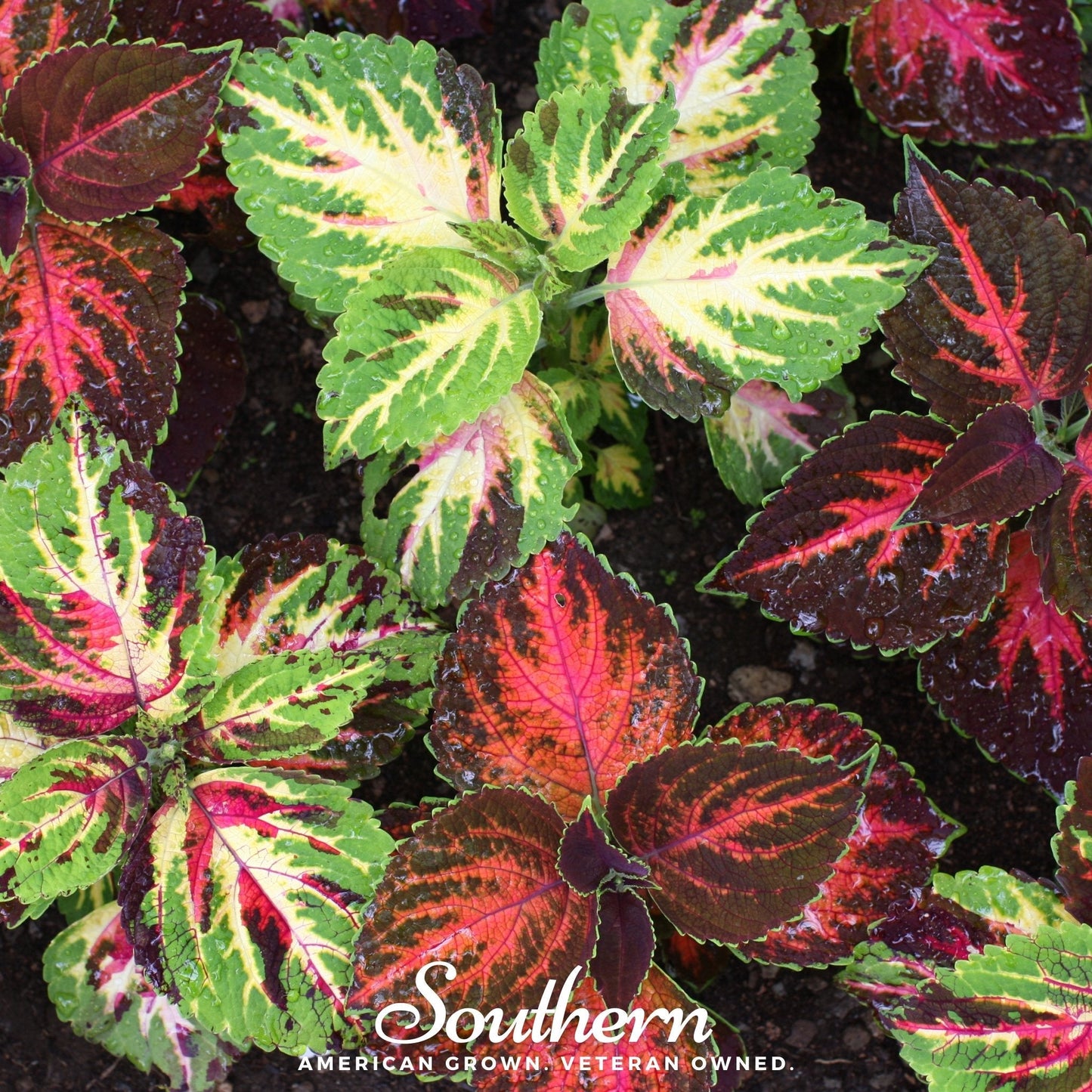 Rainbow Mix Coleus ā 250 Seeds