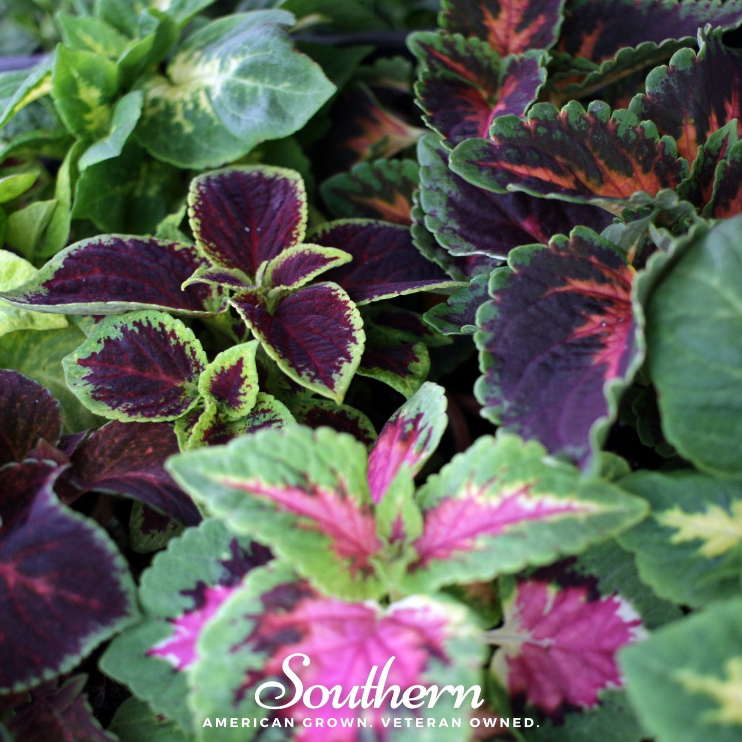 Rainbow Mix Coleus ā 250 Seeds