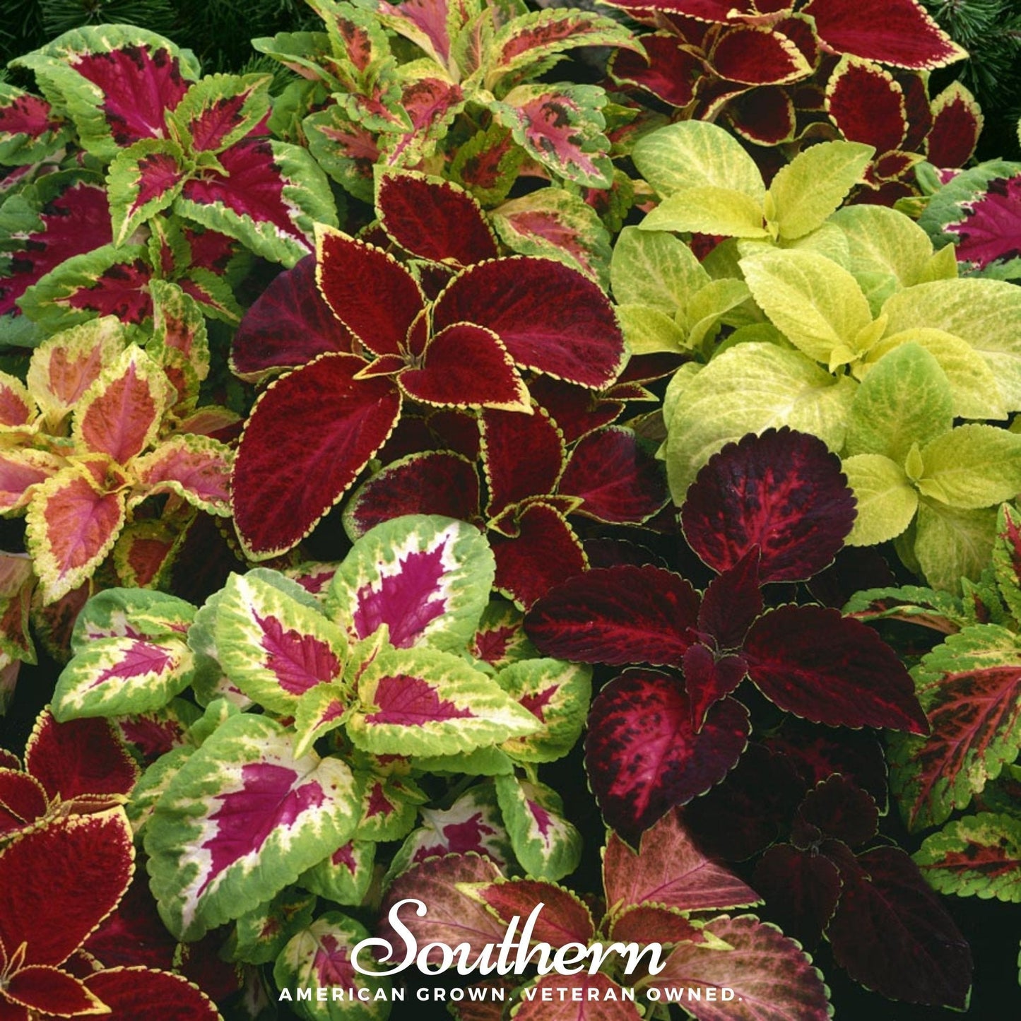 Rainbow Mix Coleus ā 250 Seeds