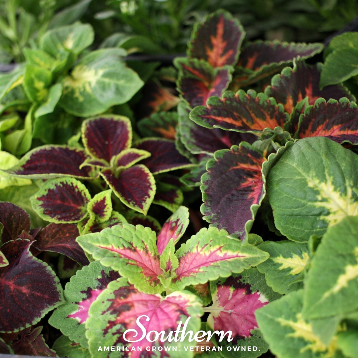 Rainbow Mix Coleus ā 250 Seeds