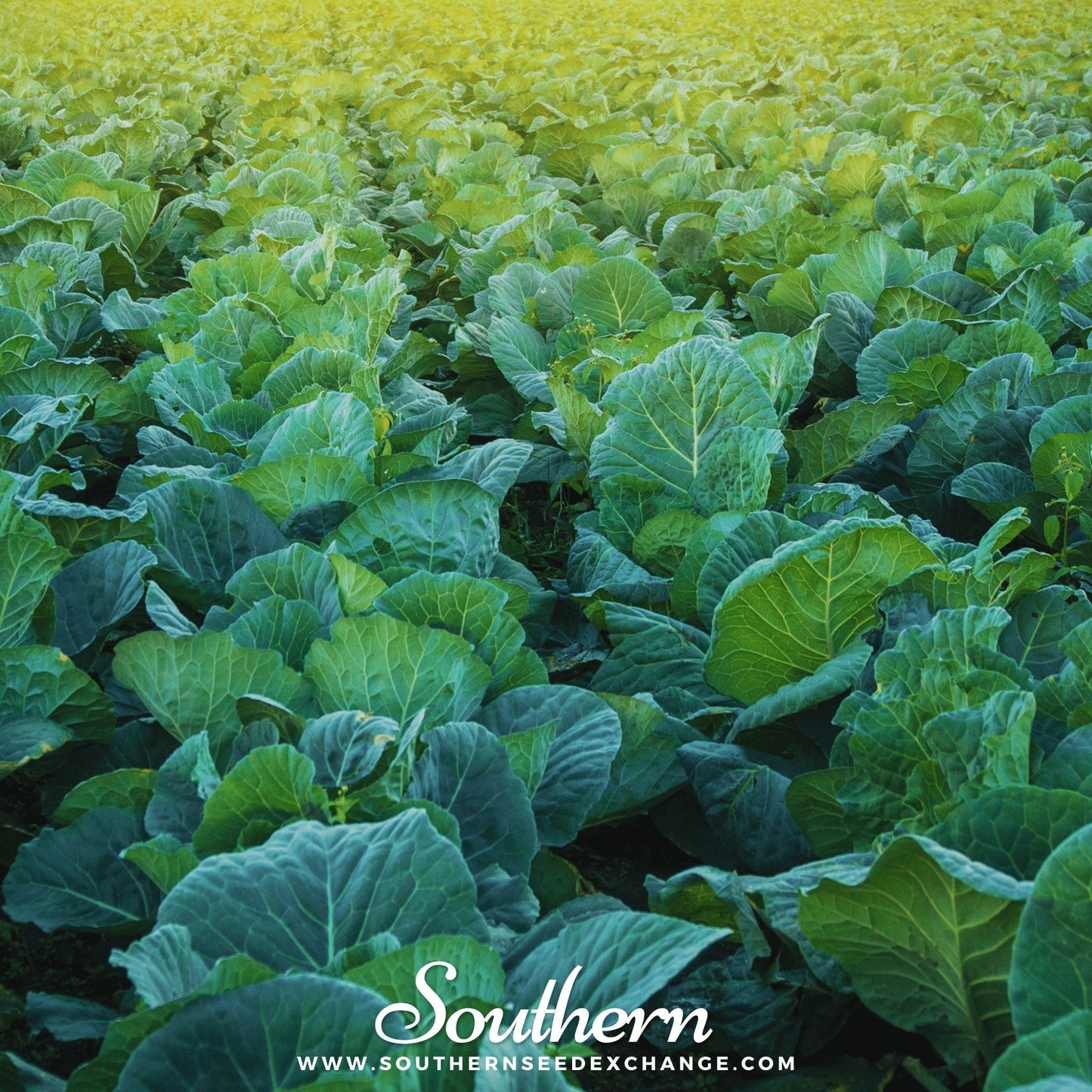 Champion Collard ā 100 Seeds