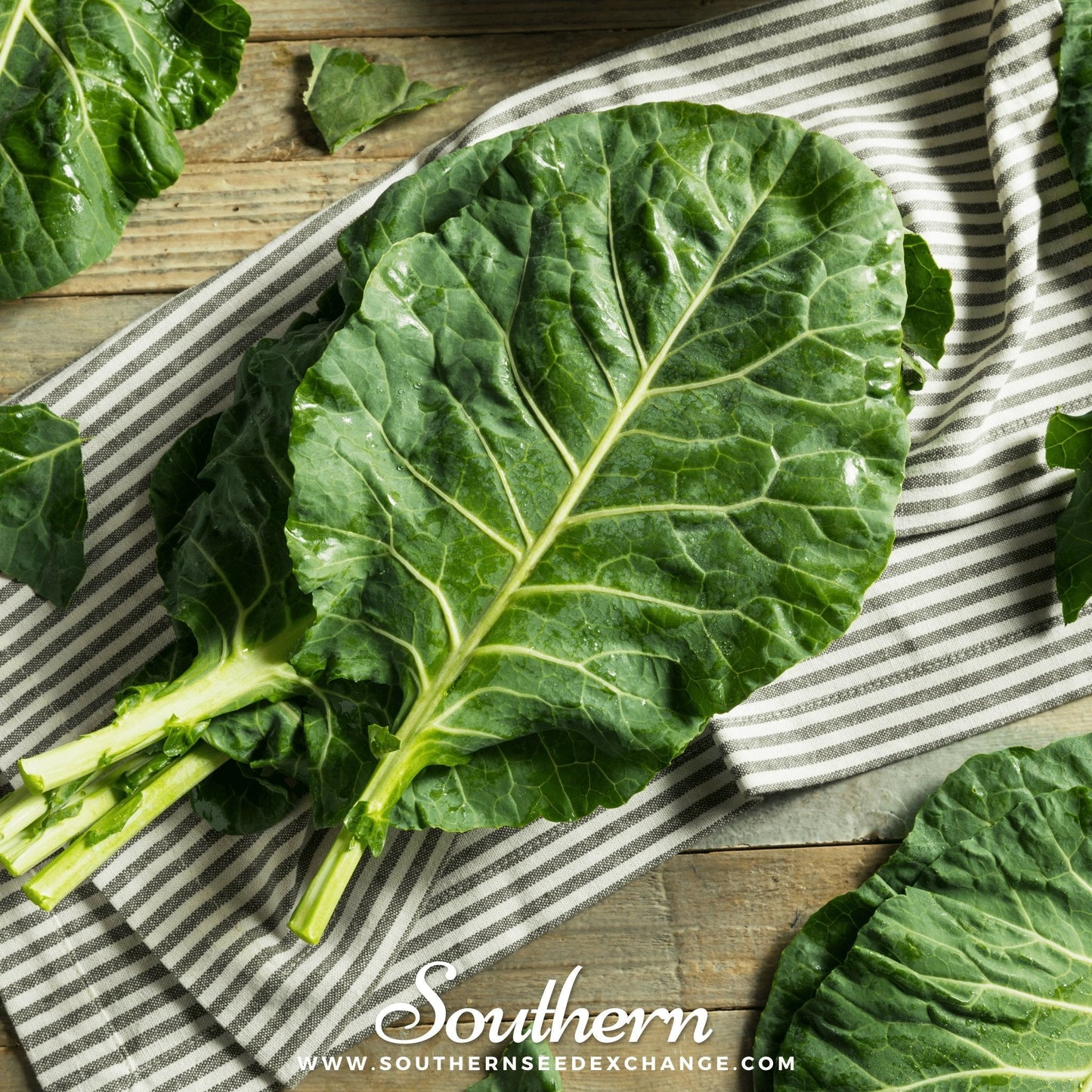Champion Collard ā 100 Seeds