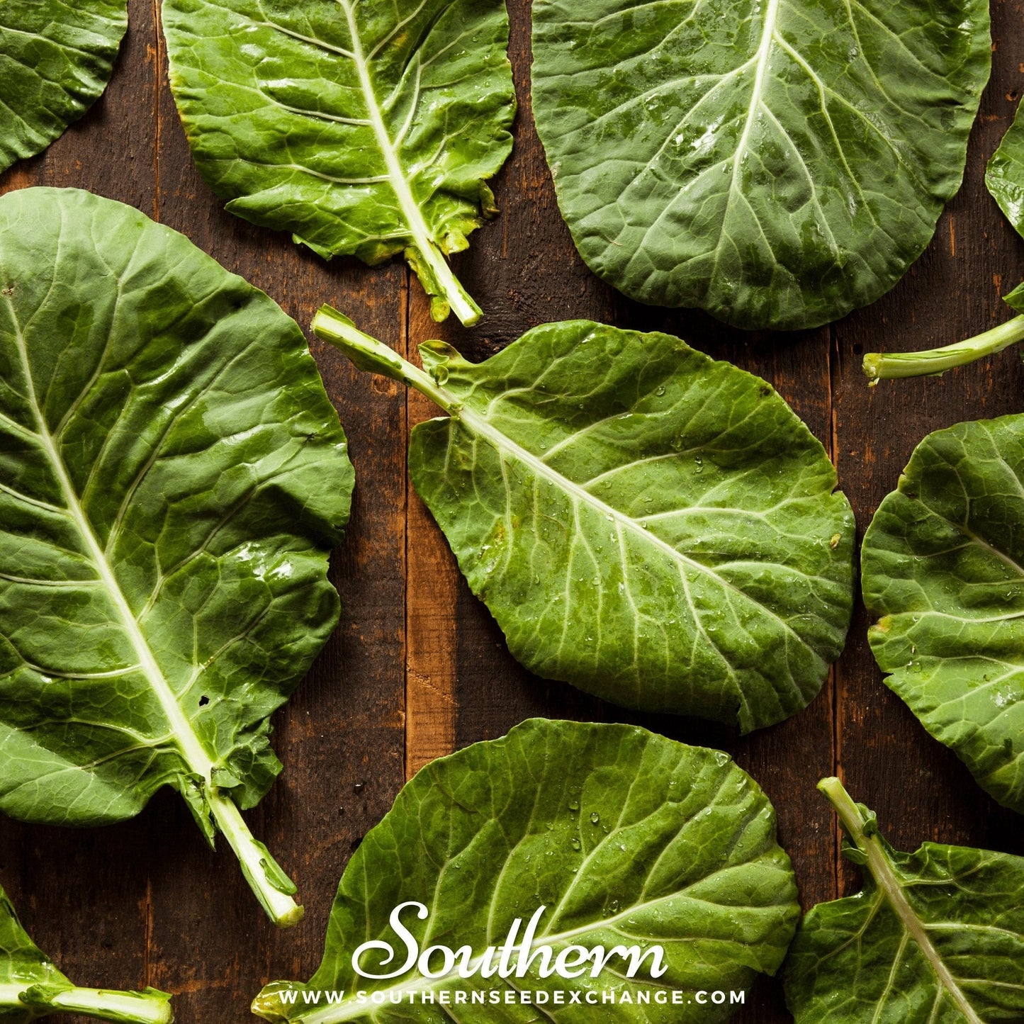 Champion Collard ā 100 Seeds