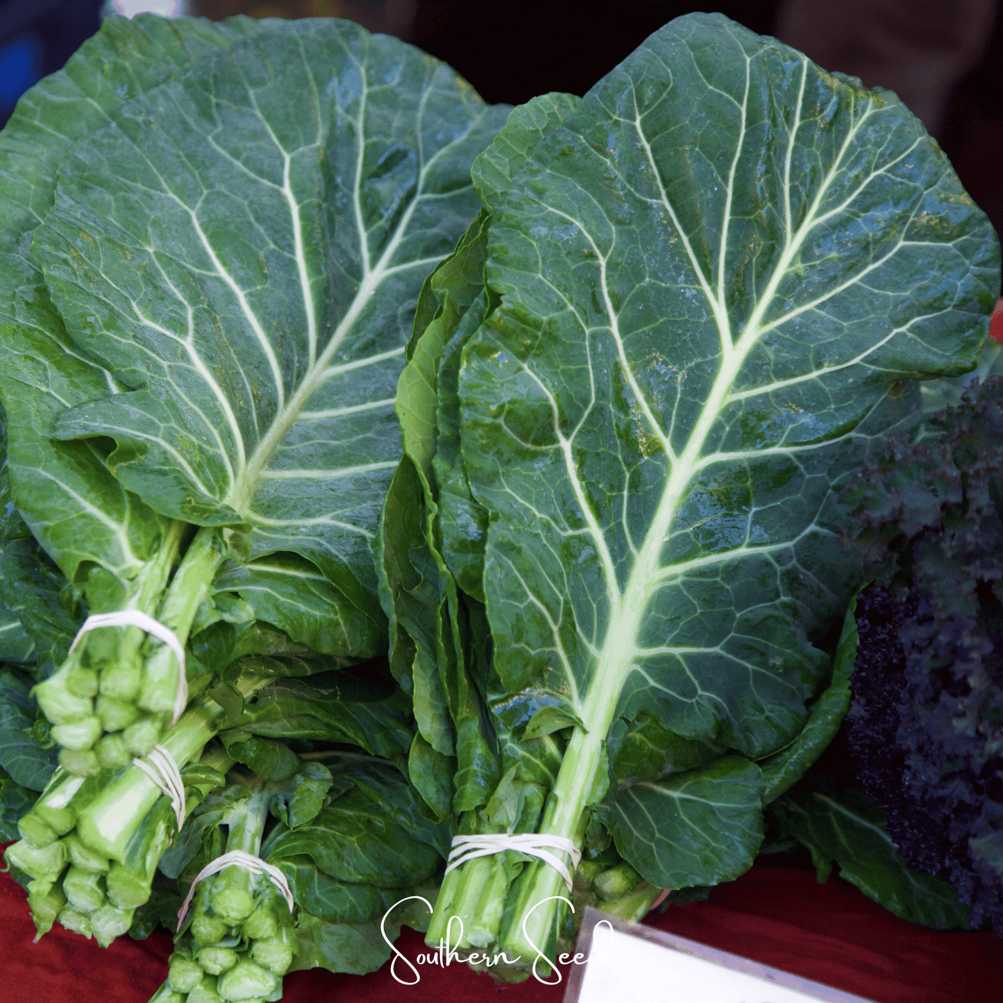 Georgia Collard Greens ā 100 Seeds