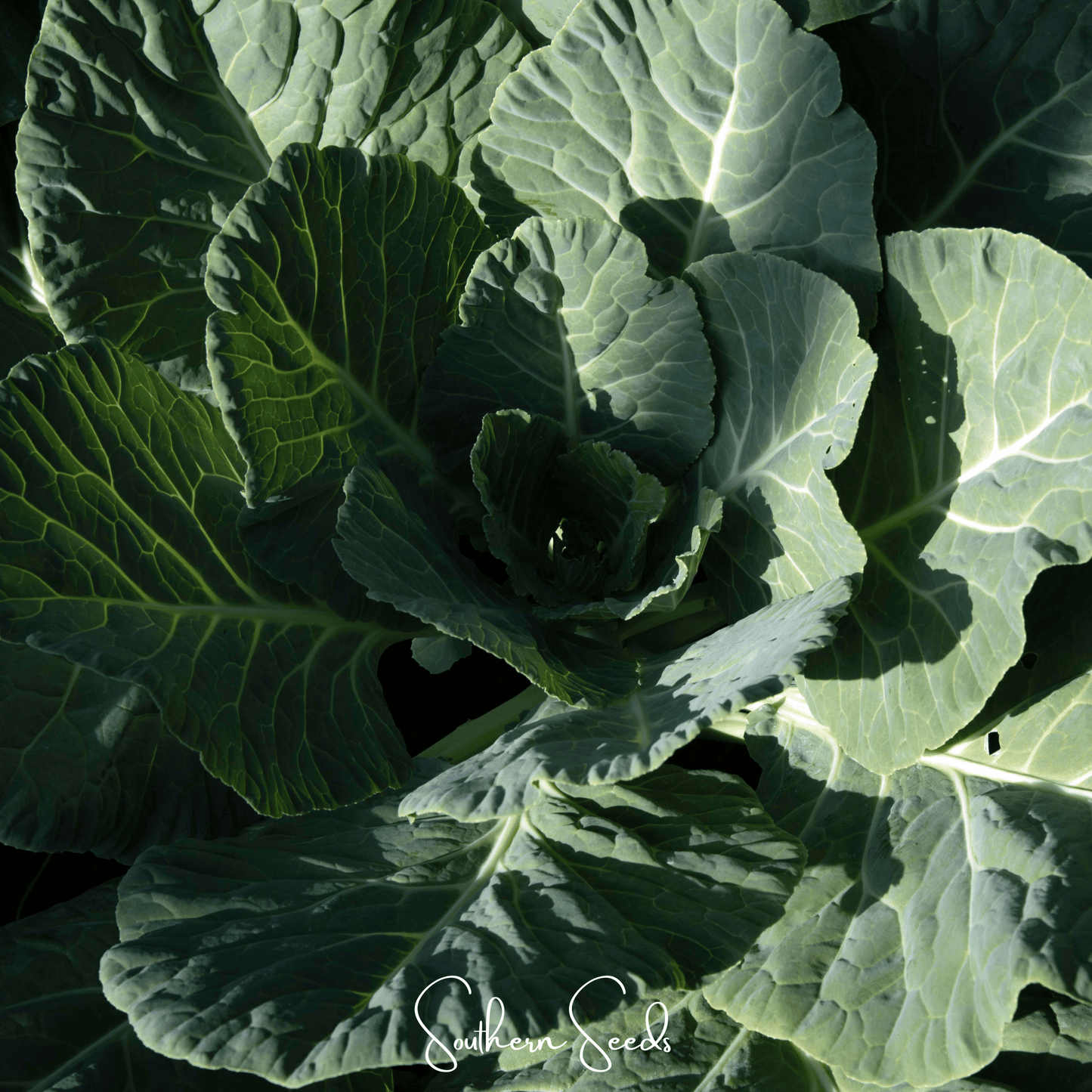 Georgia Collard Greens ā 100 Seeds