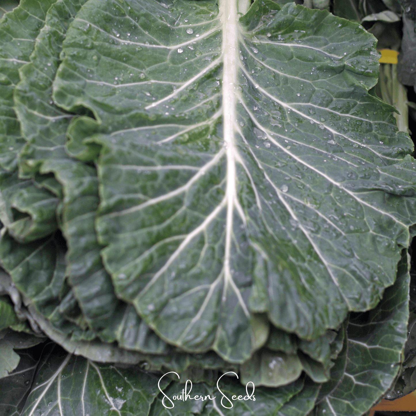Georgia Collard Greens ā 100 Seeds