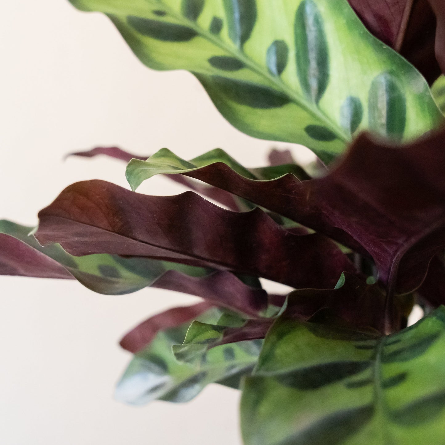 ColorFull® Insignis