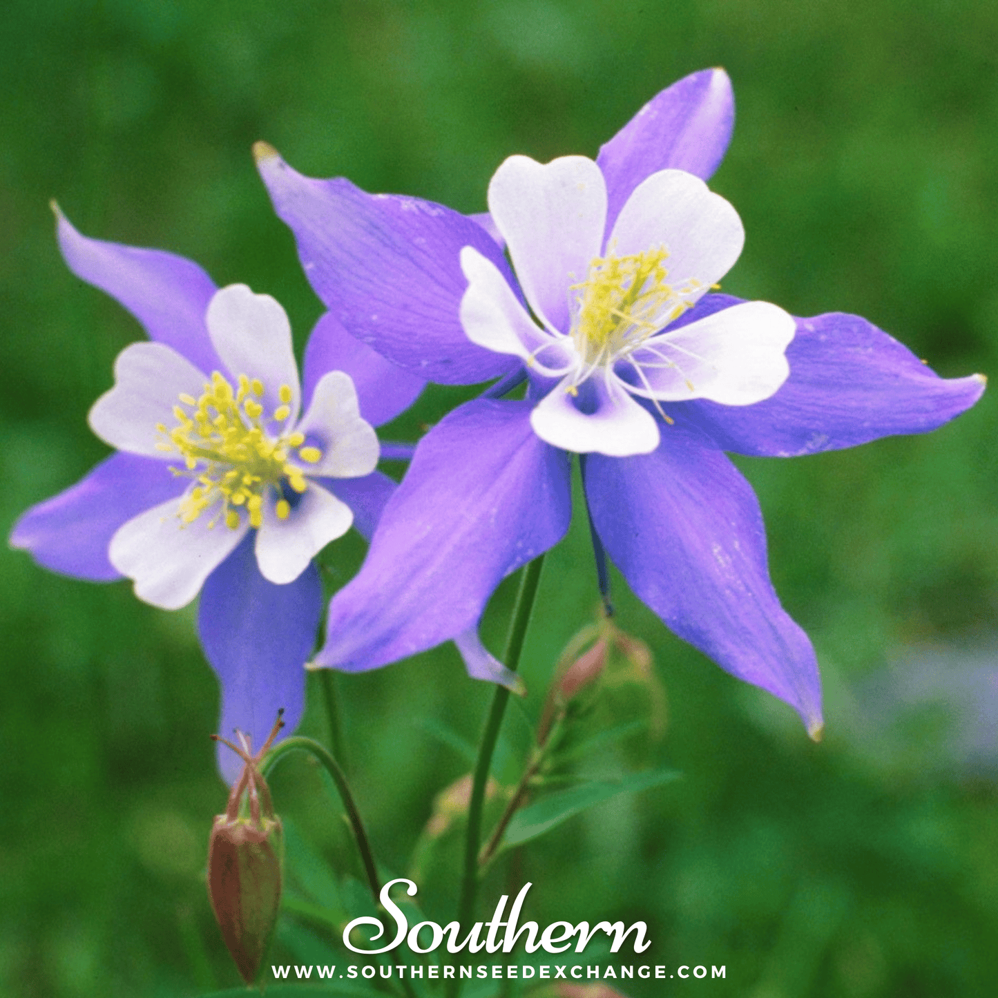 Dwarf Columbine Mix ā 100 Seeds