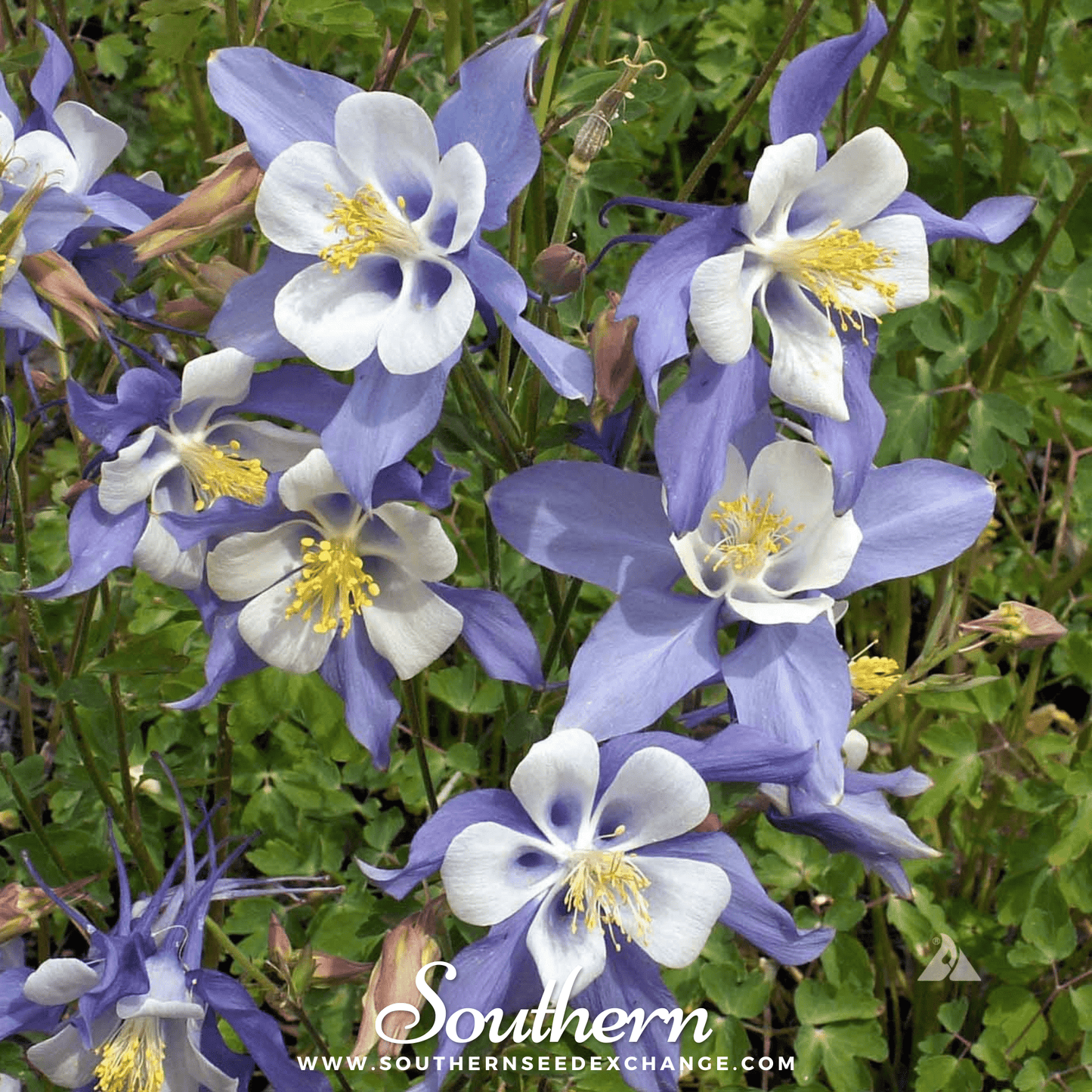 Dwarf Columbine Mix ā 100 Seeds