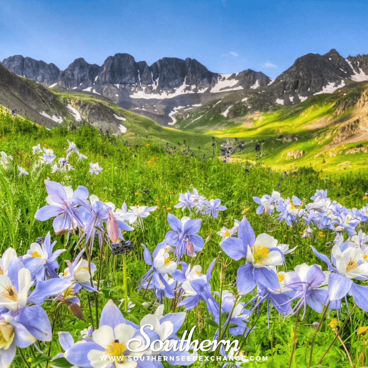 Dwarf Columbine Mix ā 100 Seeds