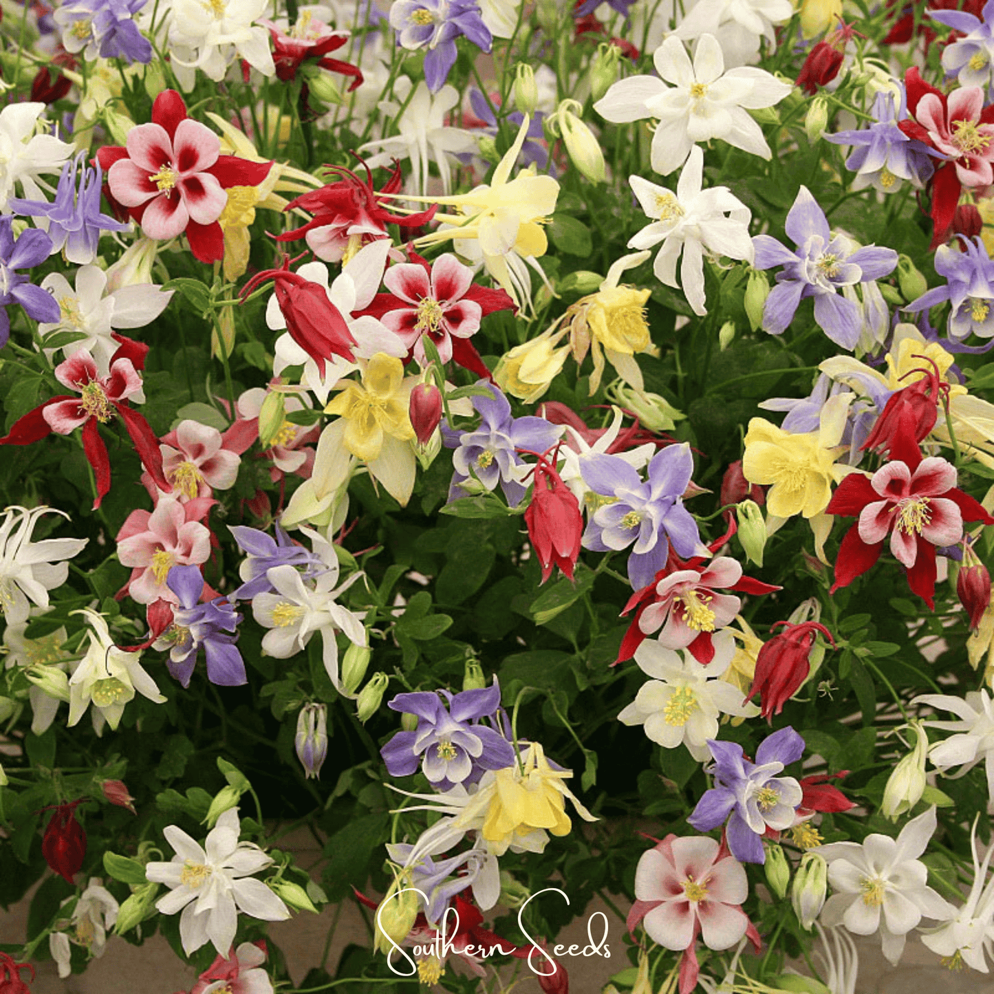 McKana Giant Columbine ā 100 Seeds