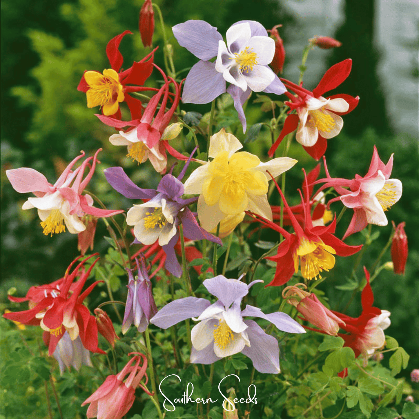 McKana Giant Columbine ā 100 Seeds