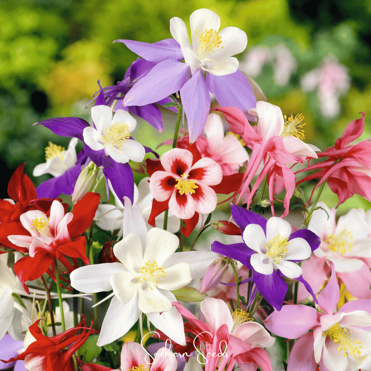 McKana Giant Columbine ā 100 Seeds