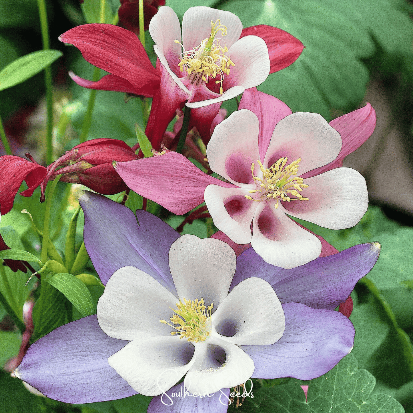 McKana Giant Columbine ā 100 Seeds