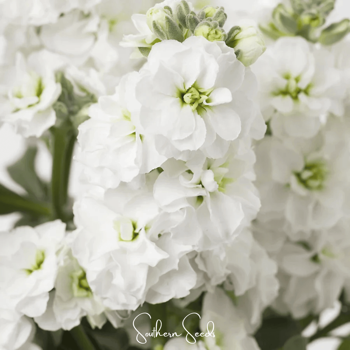 White Goddess Column Stock ā 50 Seeds
