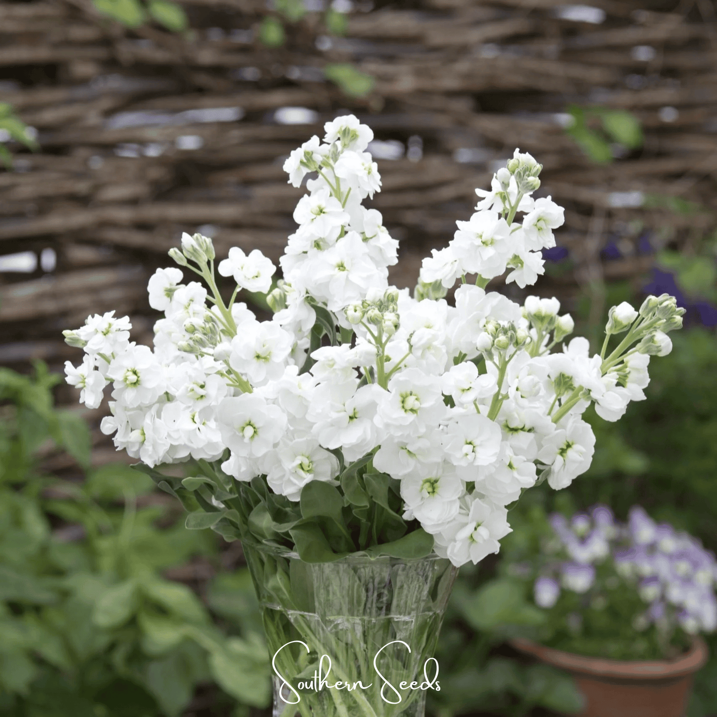 White Goddess Column Stock ā 50 Seeds