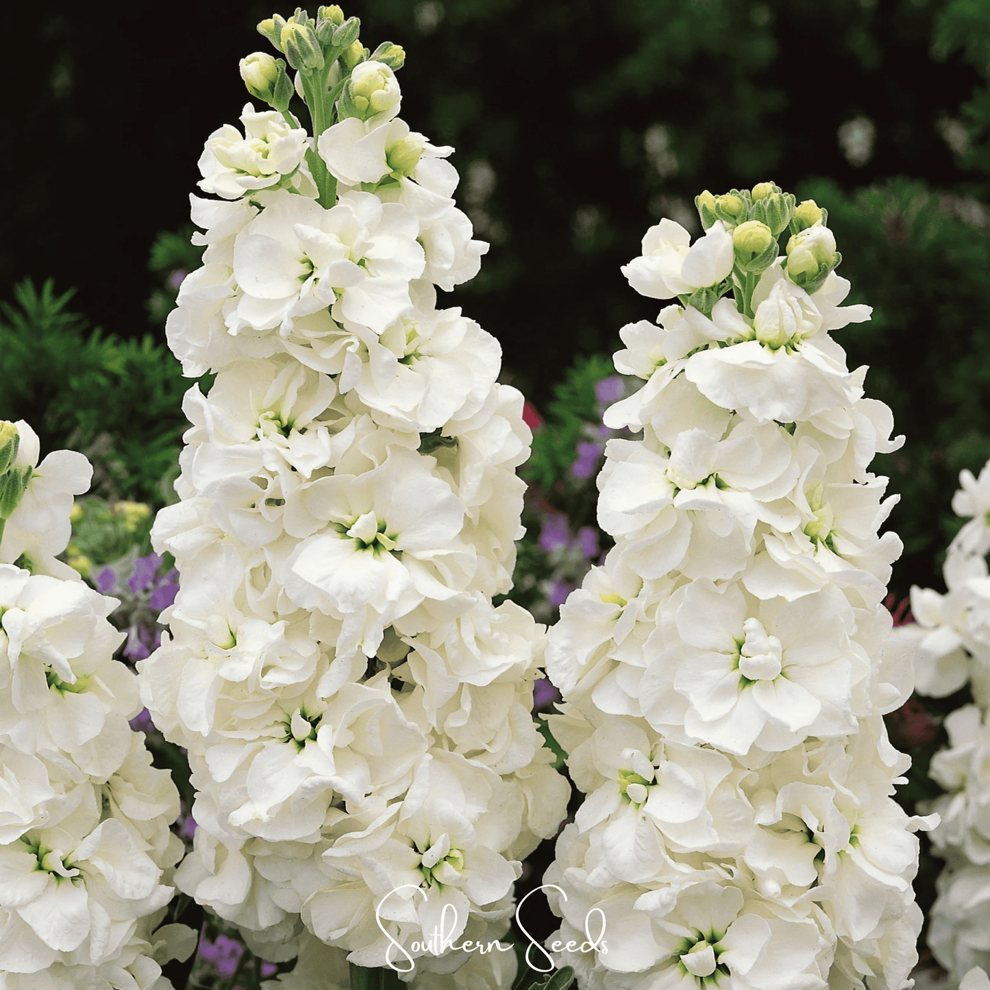 White Goddess Column Stock ā 50 Seeds