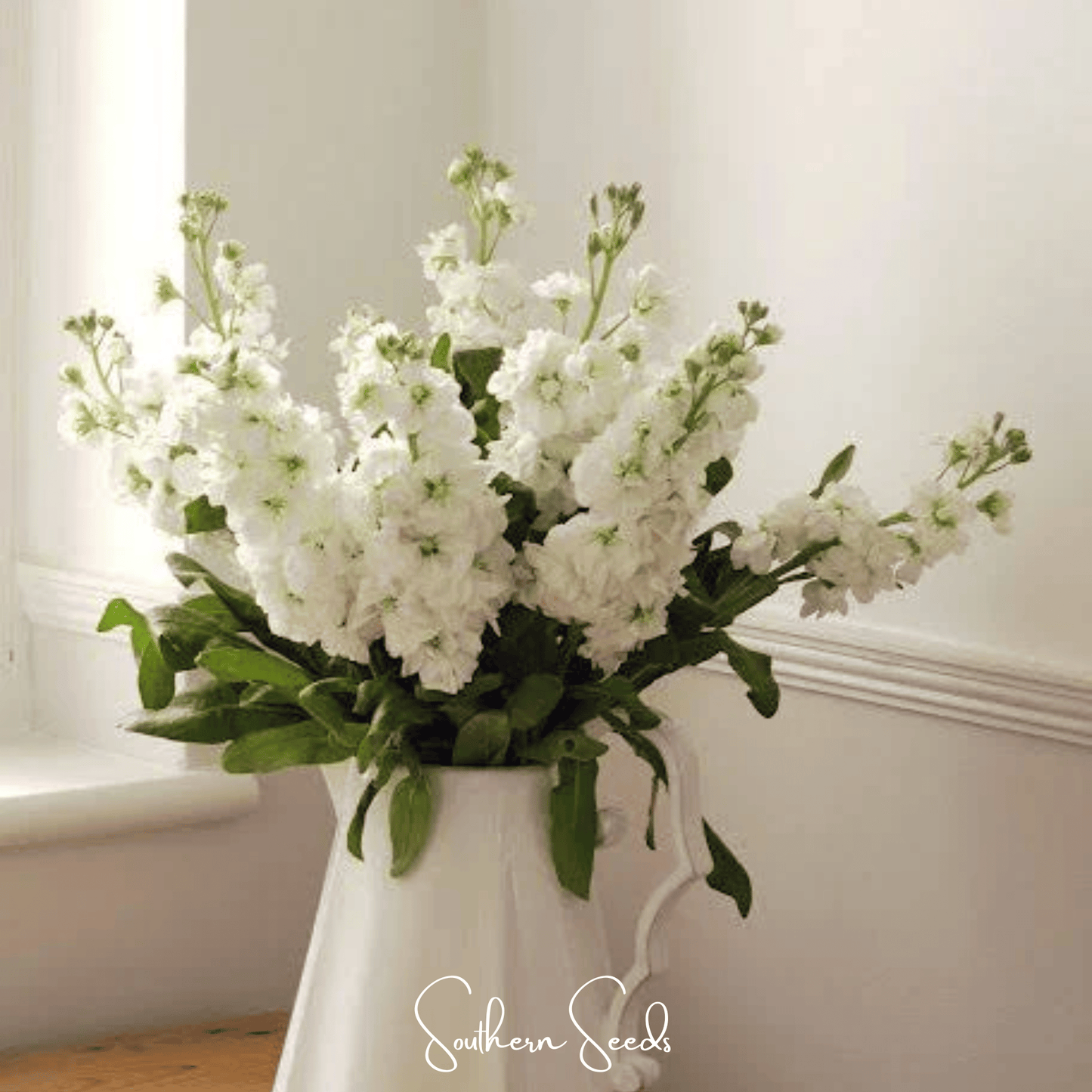 White Goddess Column Stock ā 50 Seeds