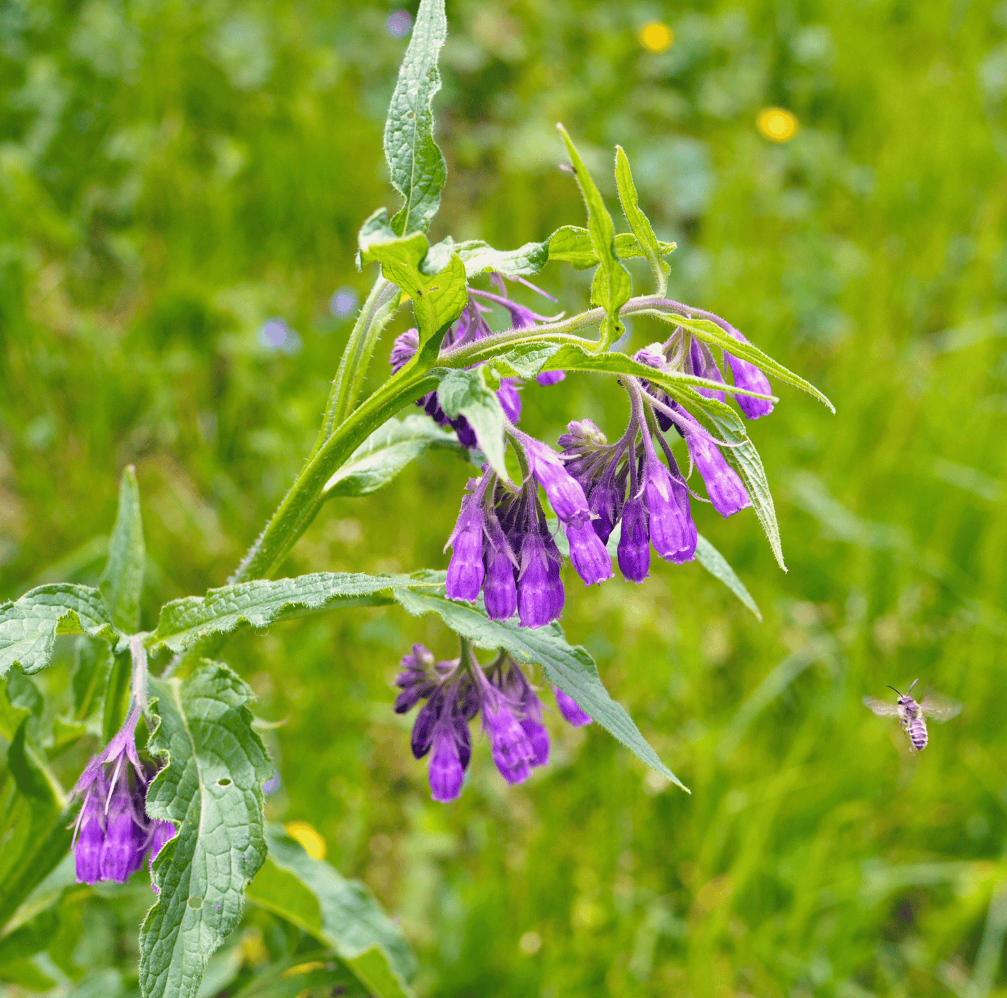 True Comfrey ā 20 Seeds