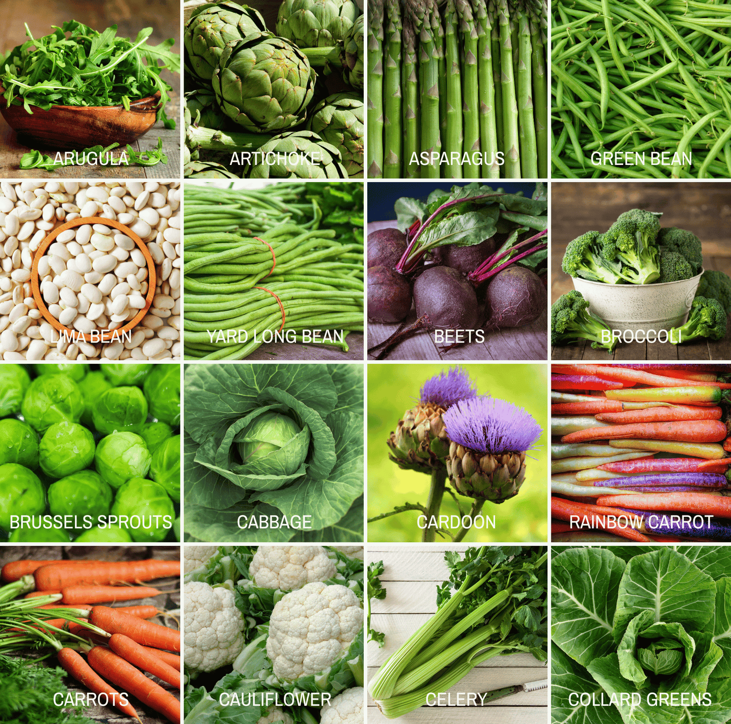 Community Garden Survival Seed Vault ā 120 Seed Varieties