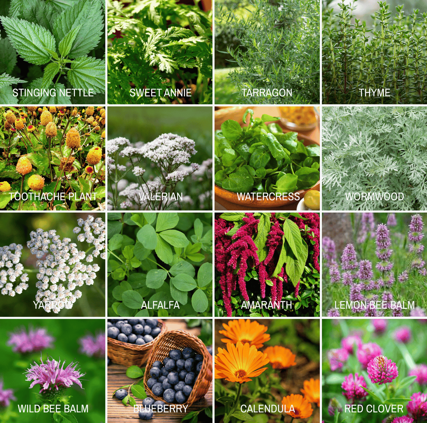 Community Garden Survival Seed Vault ā 120 Seed Varieties