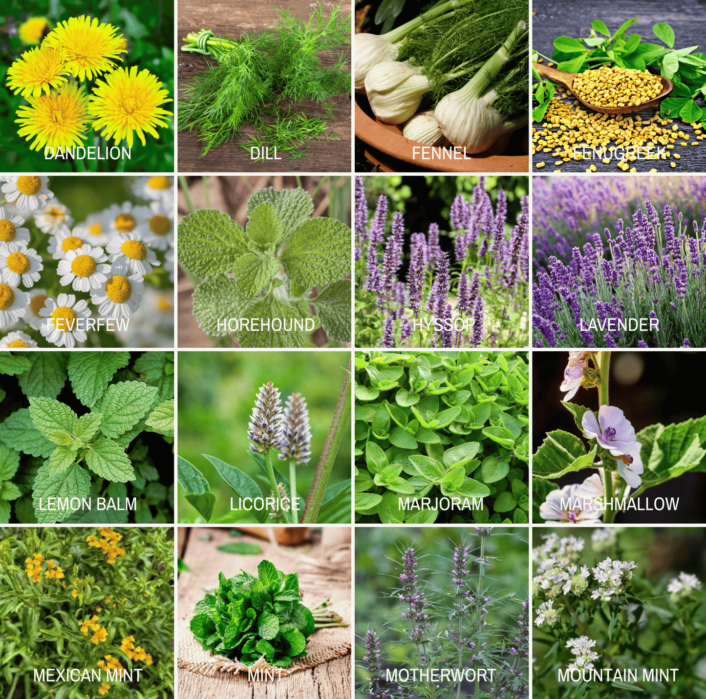 Community Garden Survival Seed Vault ā 120 Seed Varieties
