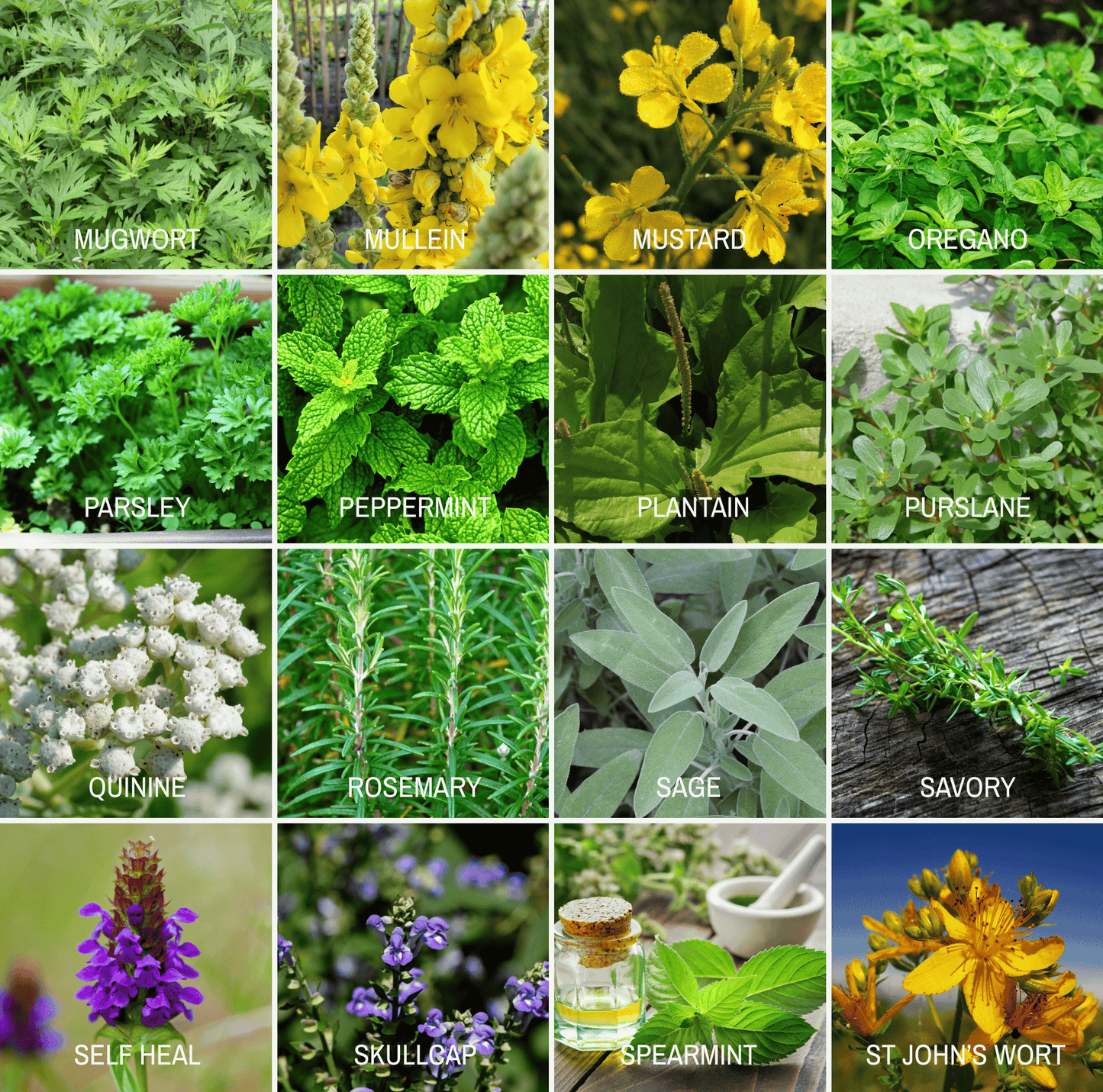 Community Garden Survival Seed Vault ā 120 Seed Varieties