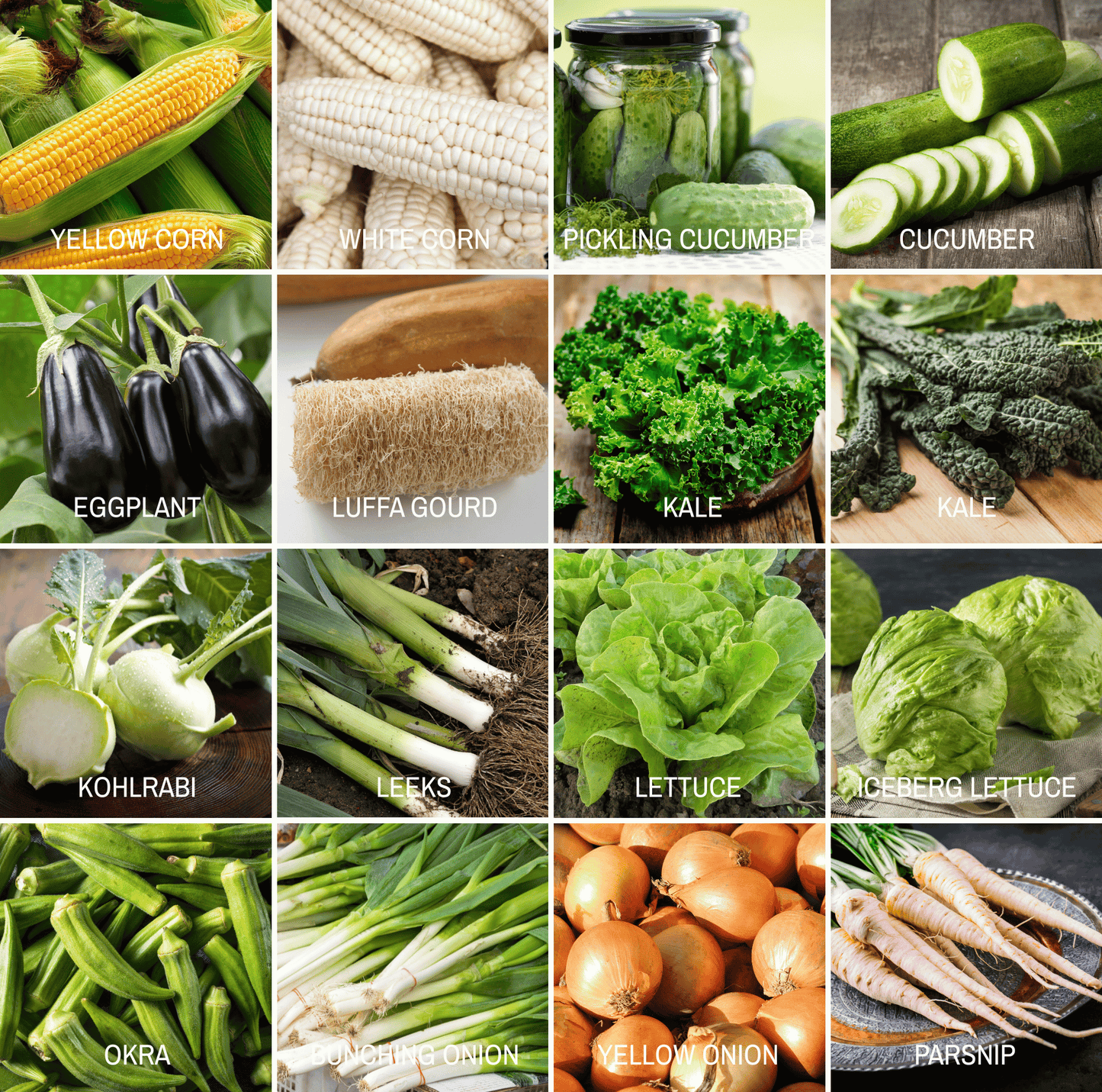 Community Garden Survival Seed Vault ā 120 Seed Varieties