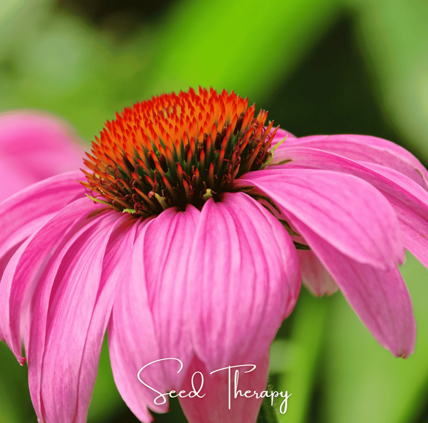 Purple Coneflower (Echinacea) ā 100 Seeds