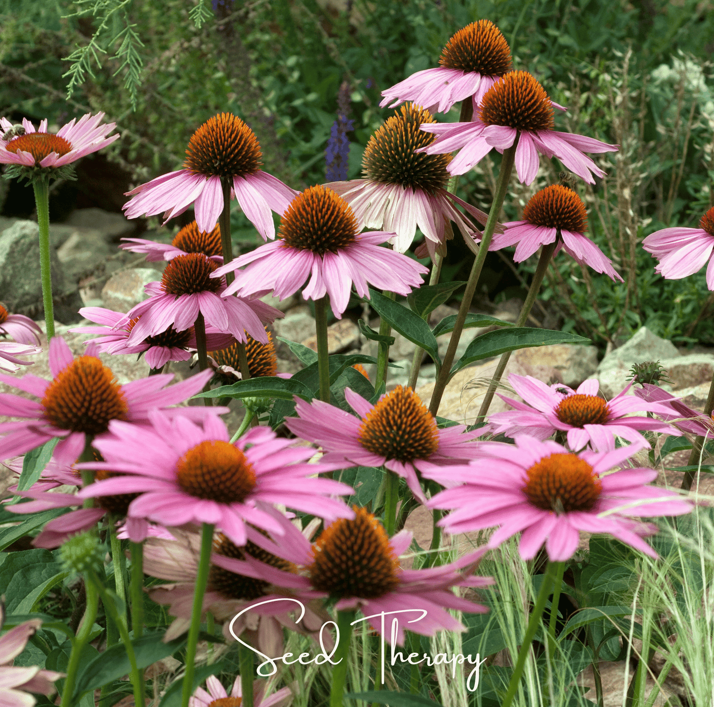 Purple Coneflower (Echinacea) ā 100 Seeds