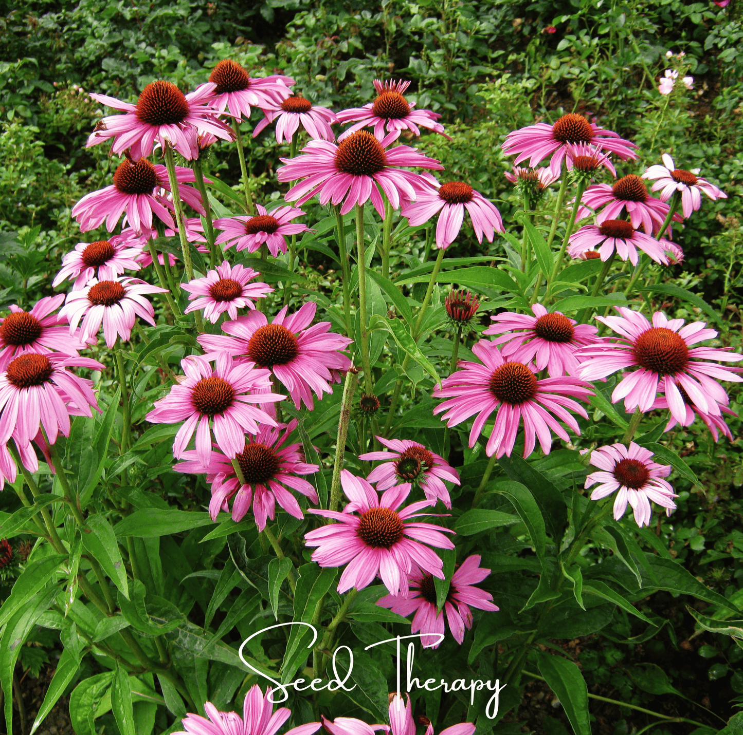 Purple Coneflower (Echinacea) ā 100 Seeds