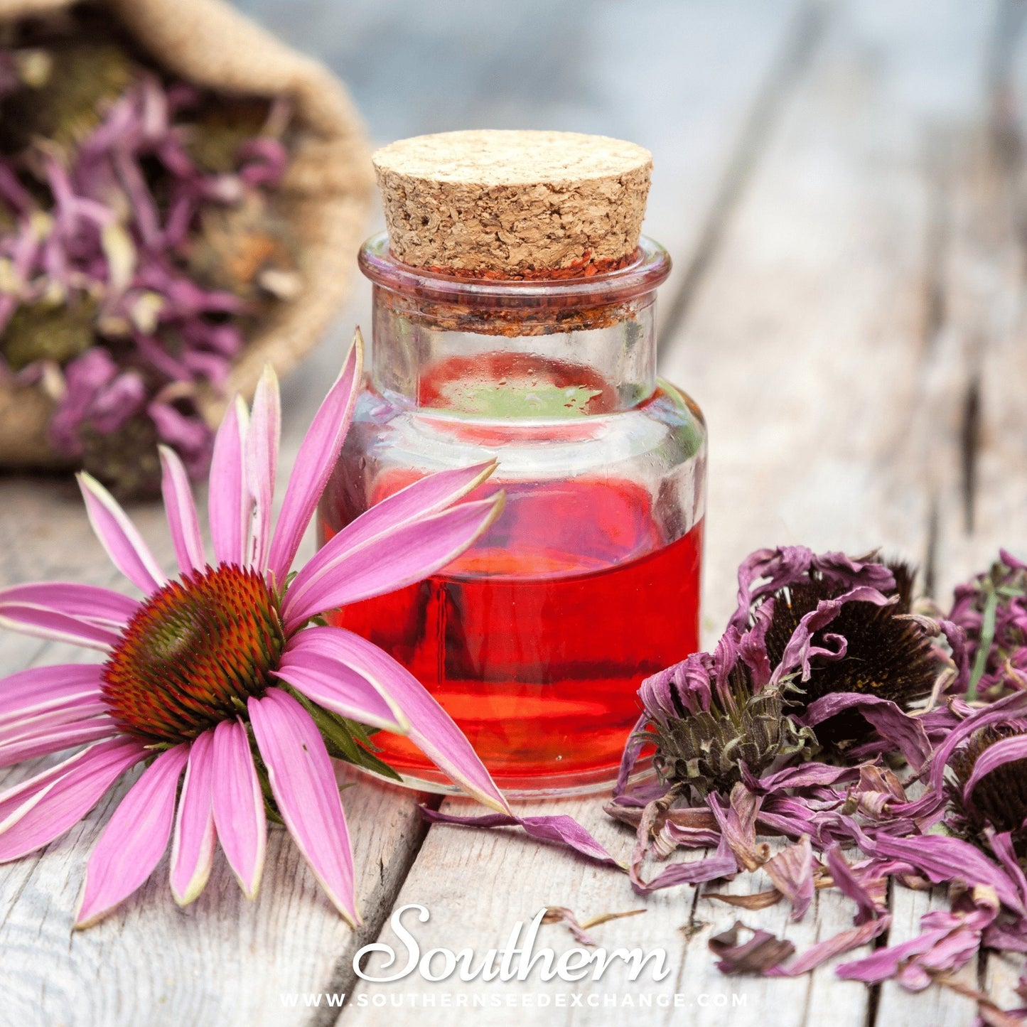 Purple Coneflower (Echinacea) ā 100 Seeds