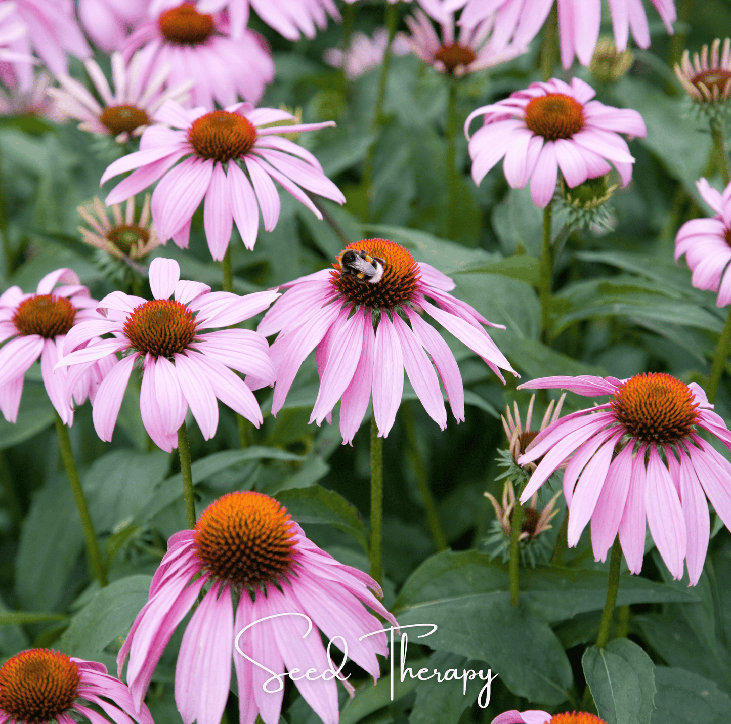 Purple Coneflower (Echinacea) ā 100 Seeds