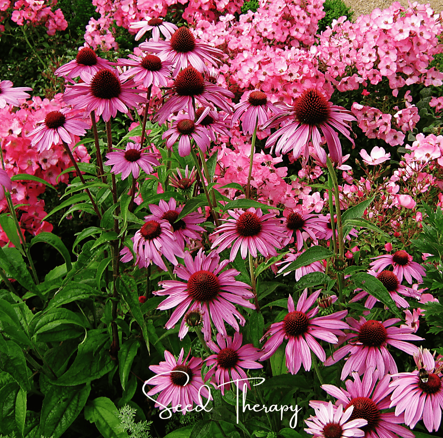 Purple Coneflower (Echinacea) ā 100 Seeds