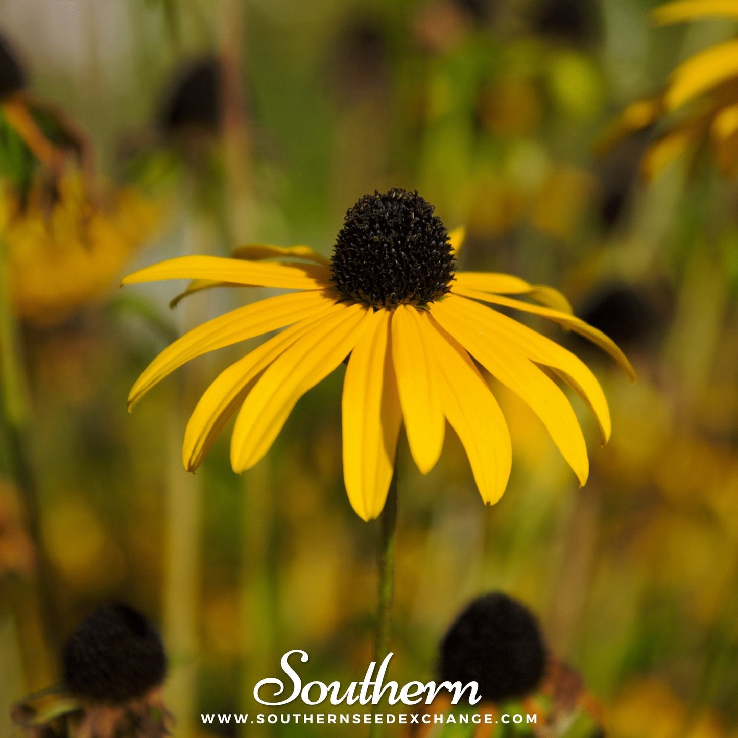 Yellow Coneflower ā 100 Seeds