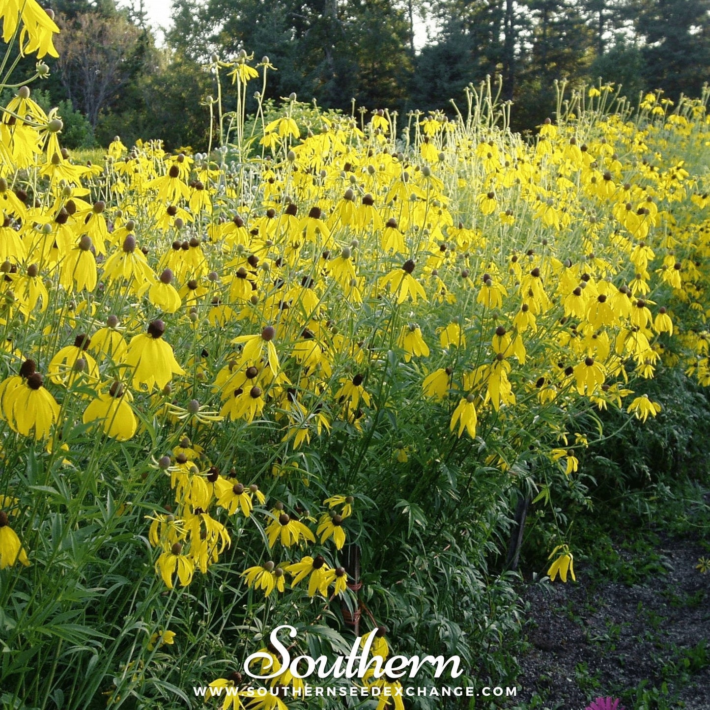 Yellow Coneflower ā 100 Seeds