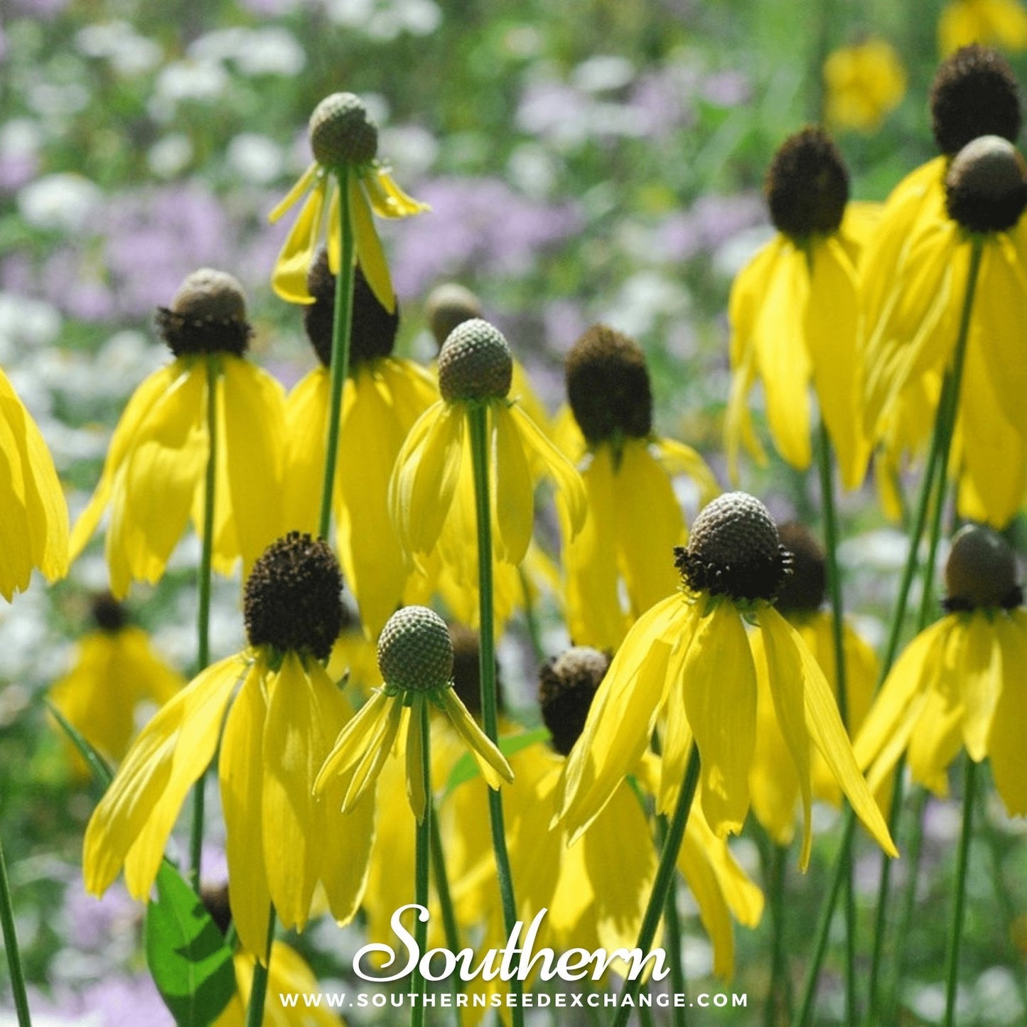Yellow Coneflower ā 100 Seeds