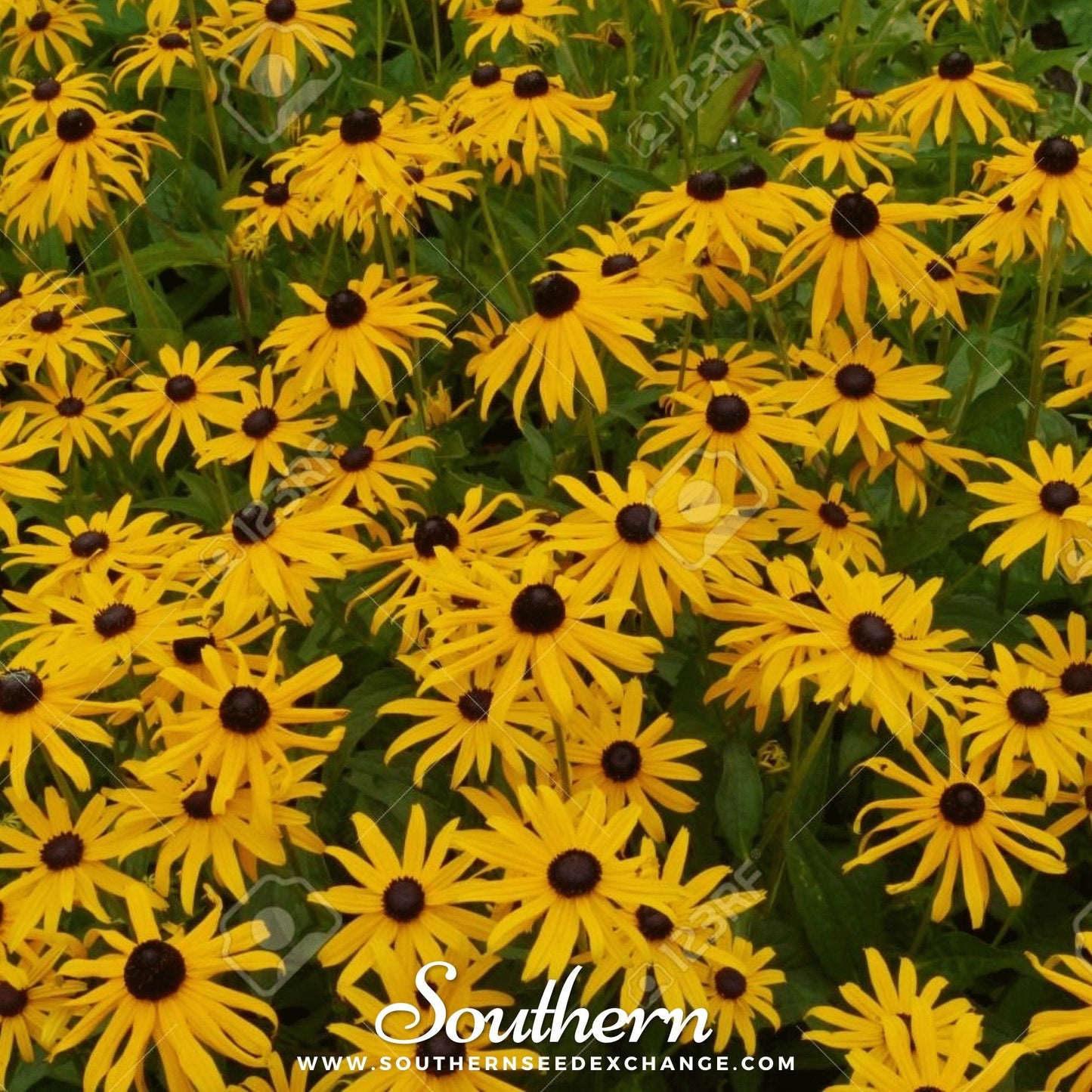 Yellow Coneflower ā 100 Seeds