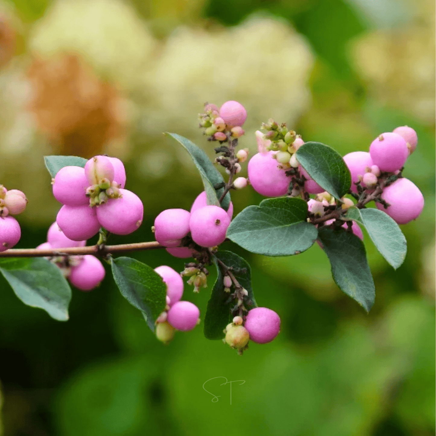 Coralberry ā 30 Seeds