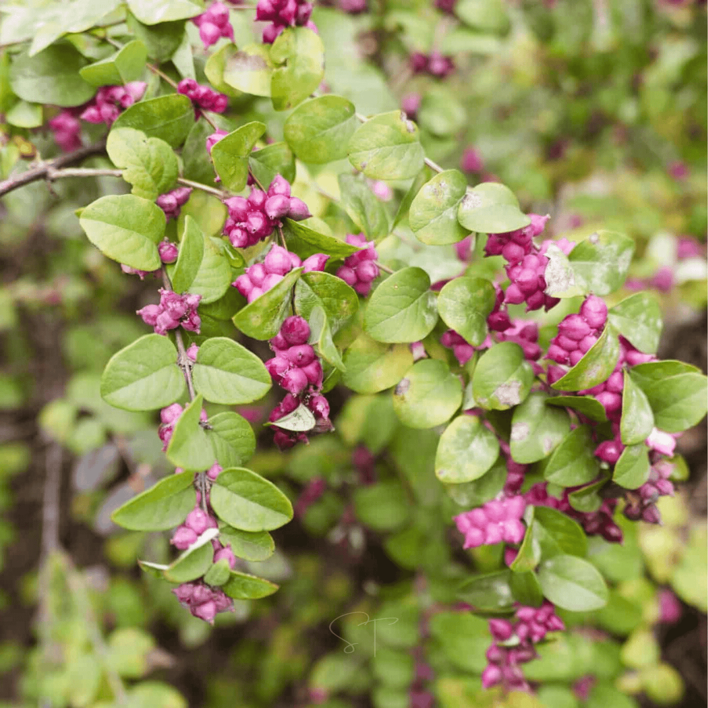 Coralberry ā 30 Seeds