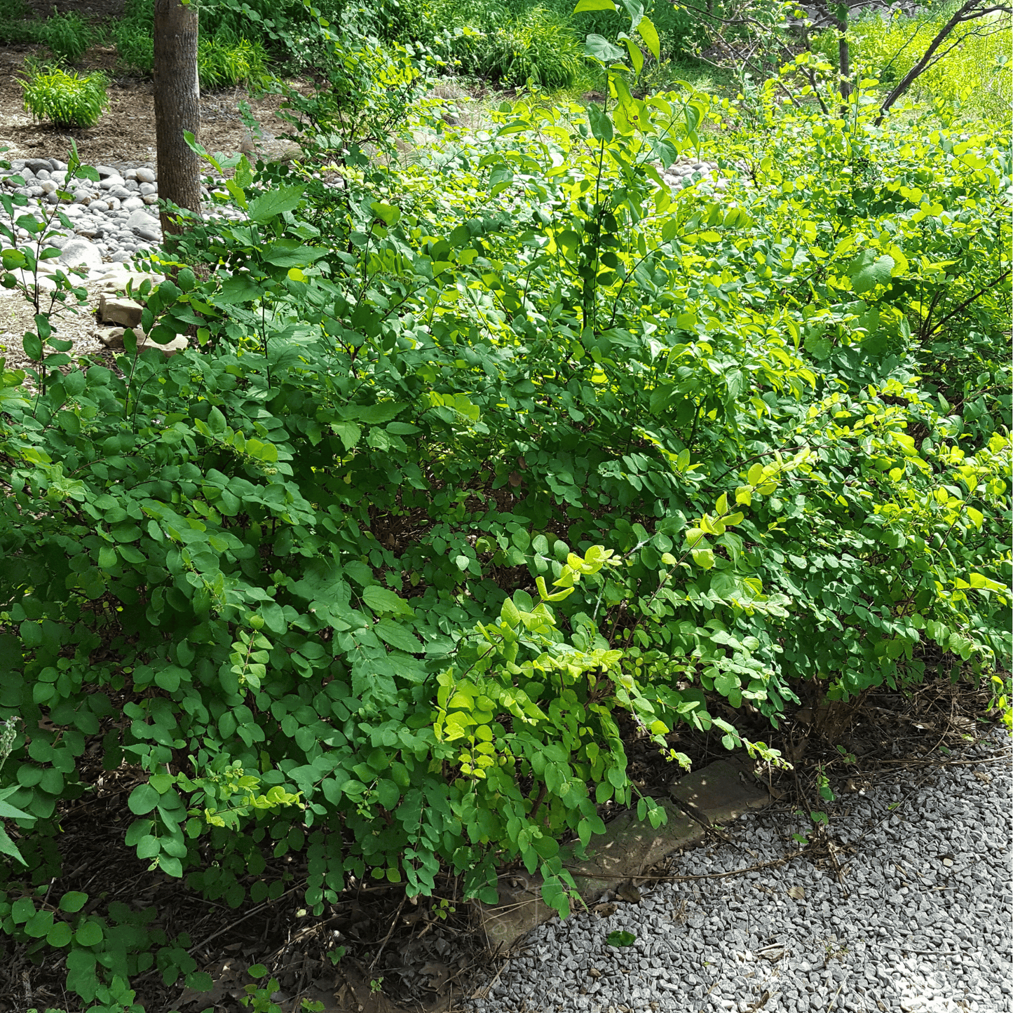 Coralberry ā 30 Seeds