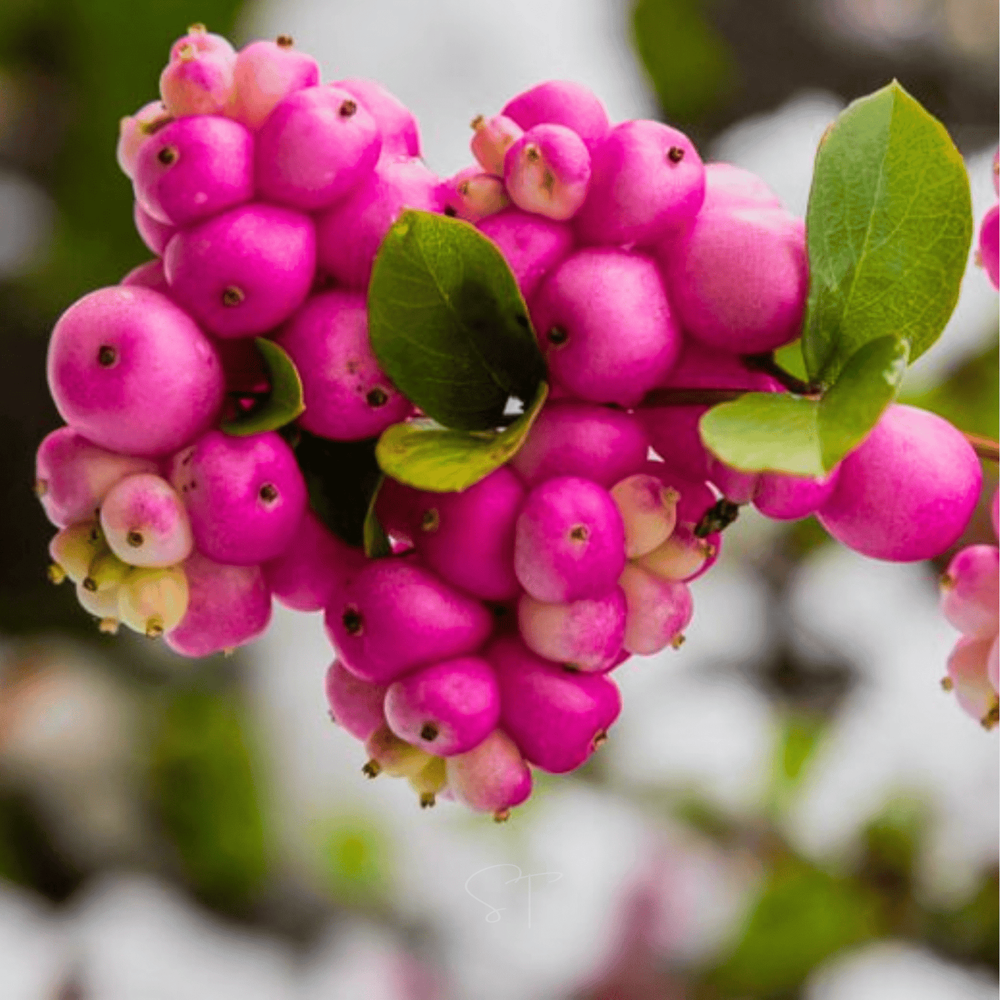 Coralberry ā 30 Seeds