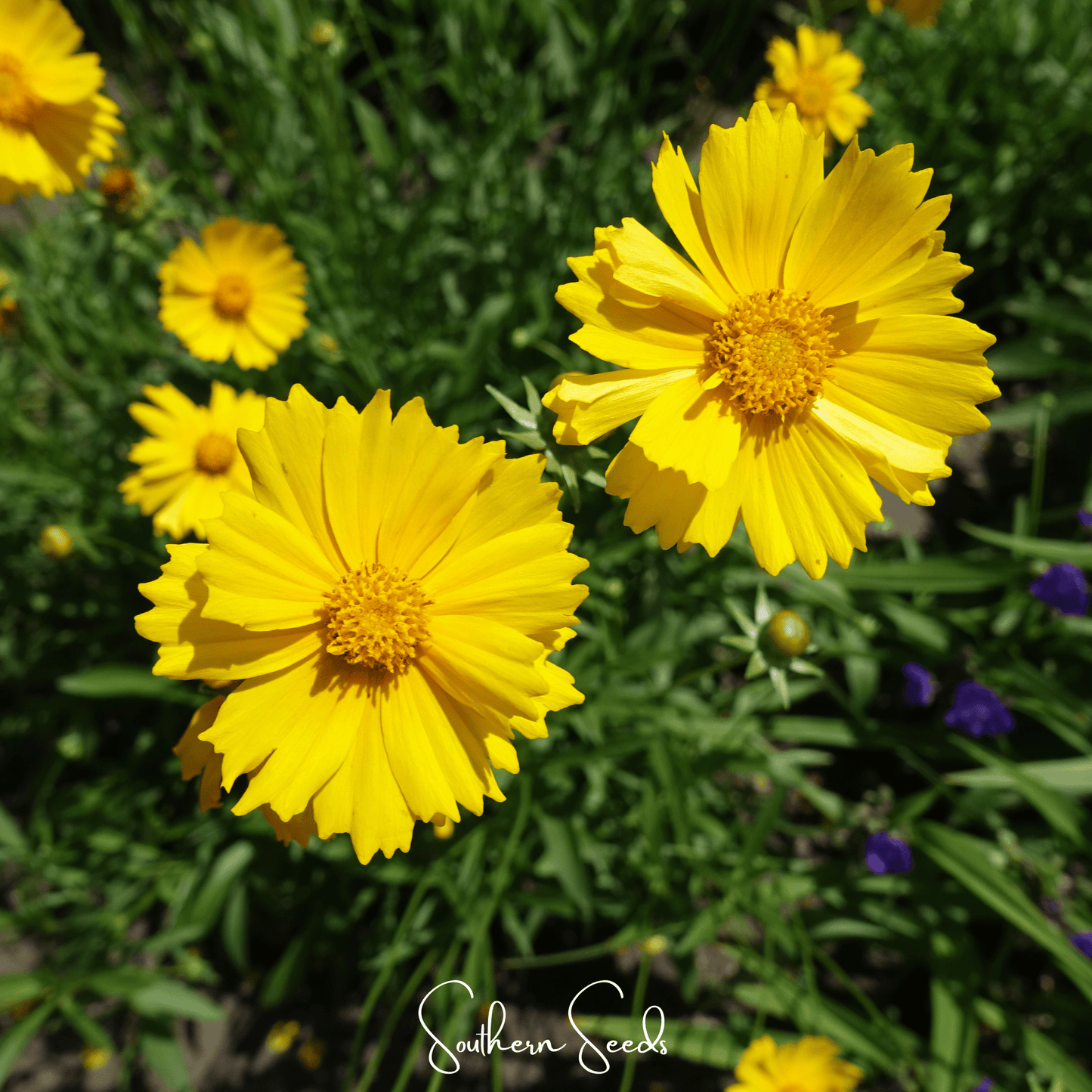 Lance Leaf Coreopsis ā 100 Seeds