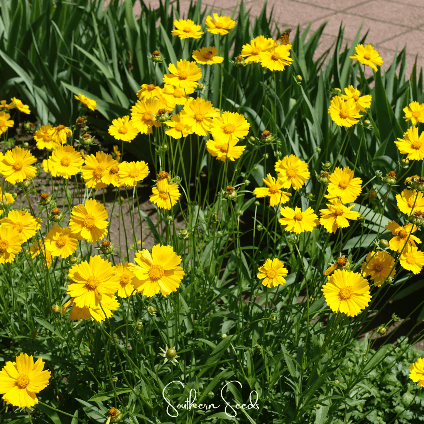 Lance Leaf Coreopsis ā 100 Seeds