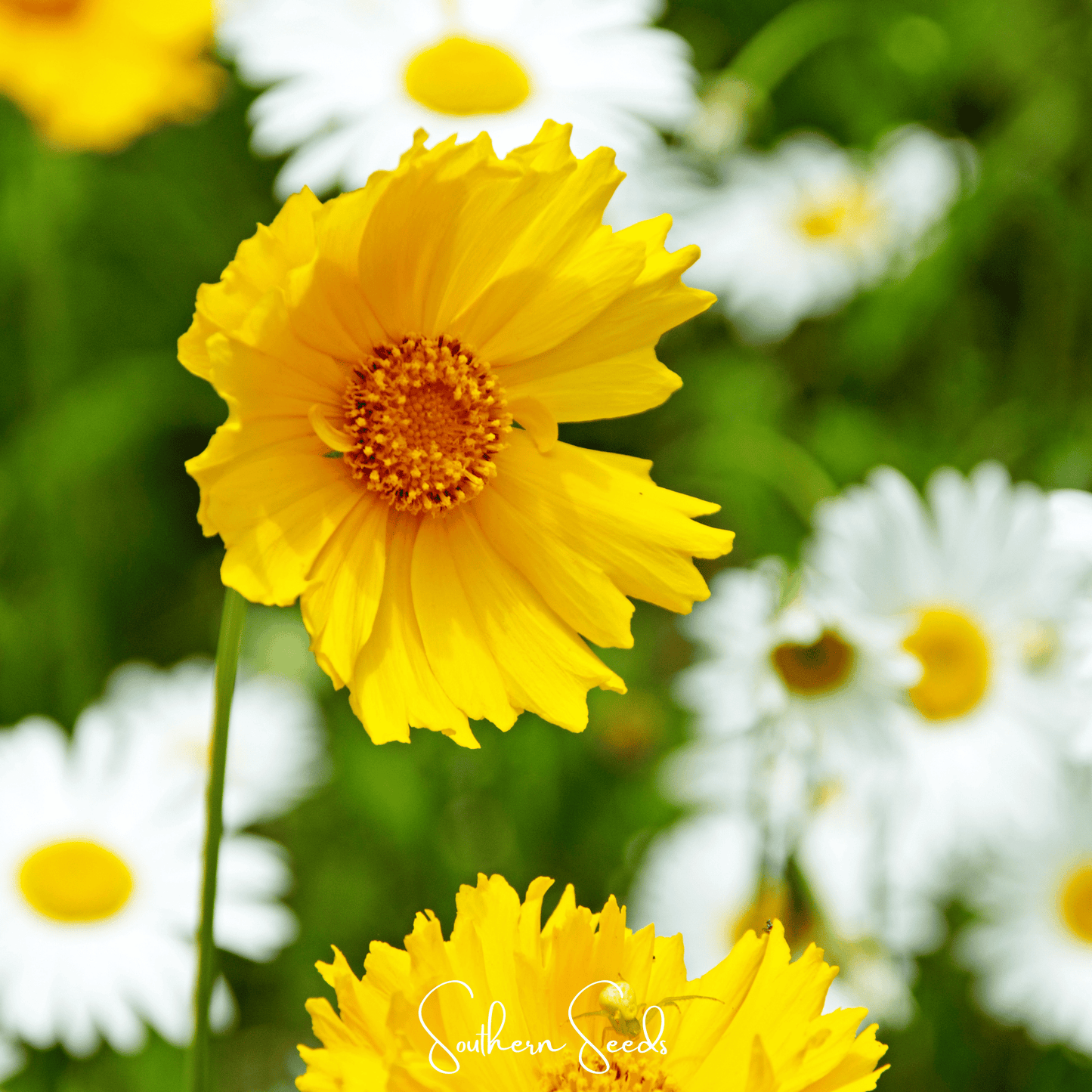 Lance Leaf Coreopsis ā 100 Seeds