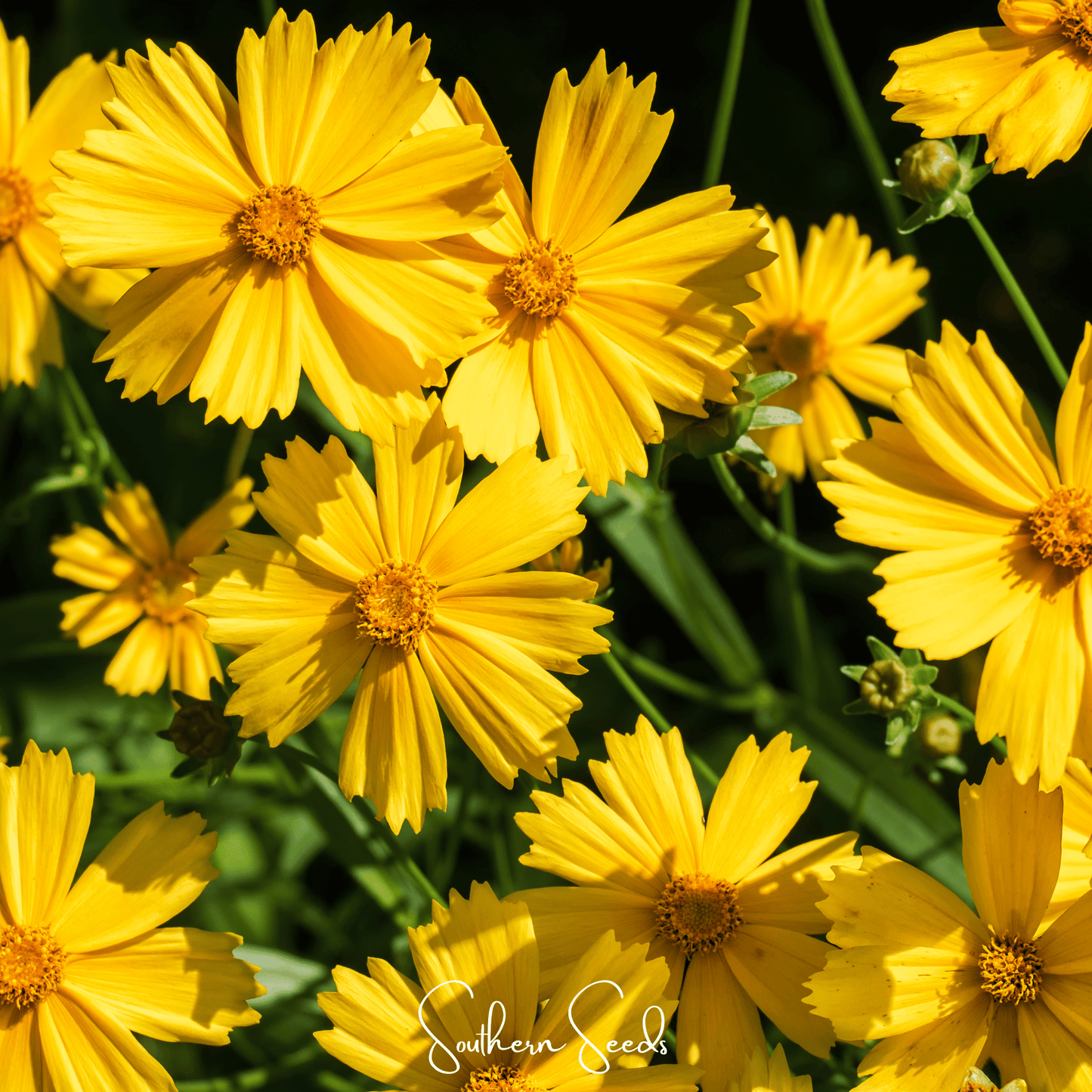 Lance Leaf Coreopsis ā 100 Seeds