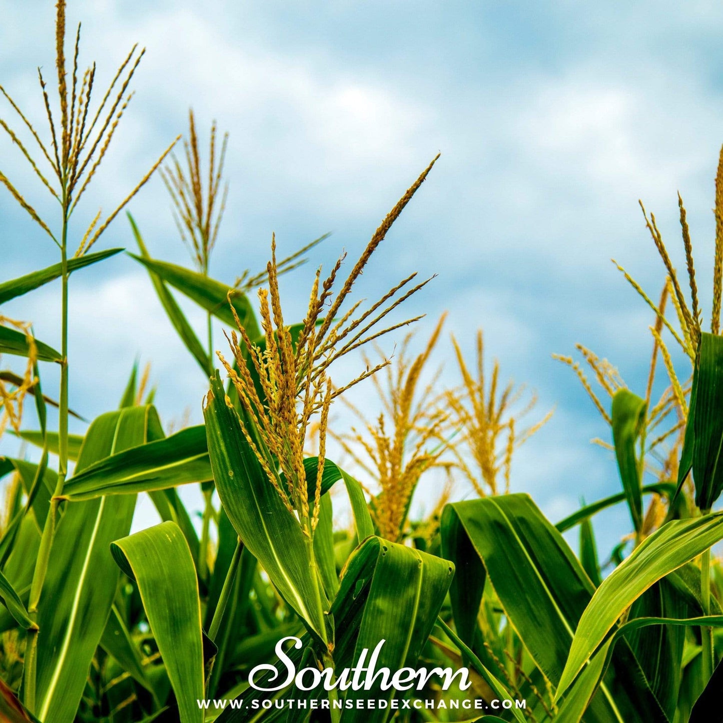 Bantam 12 Row Corn ā 30 Seeds