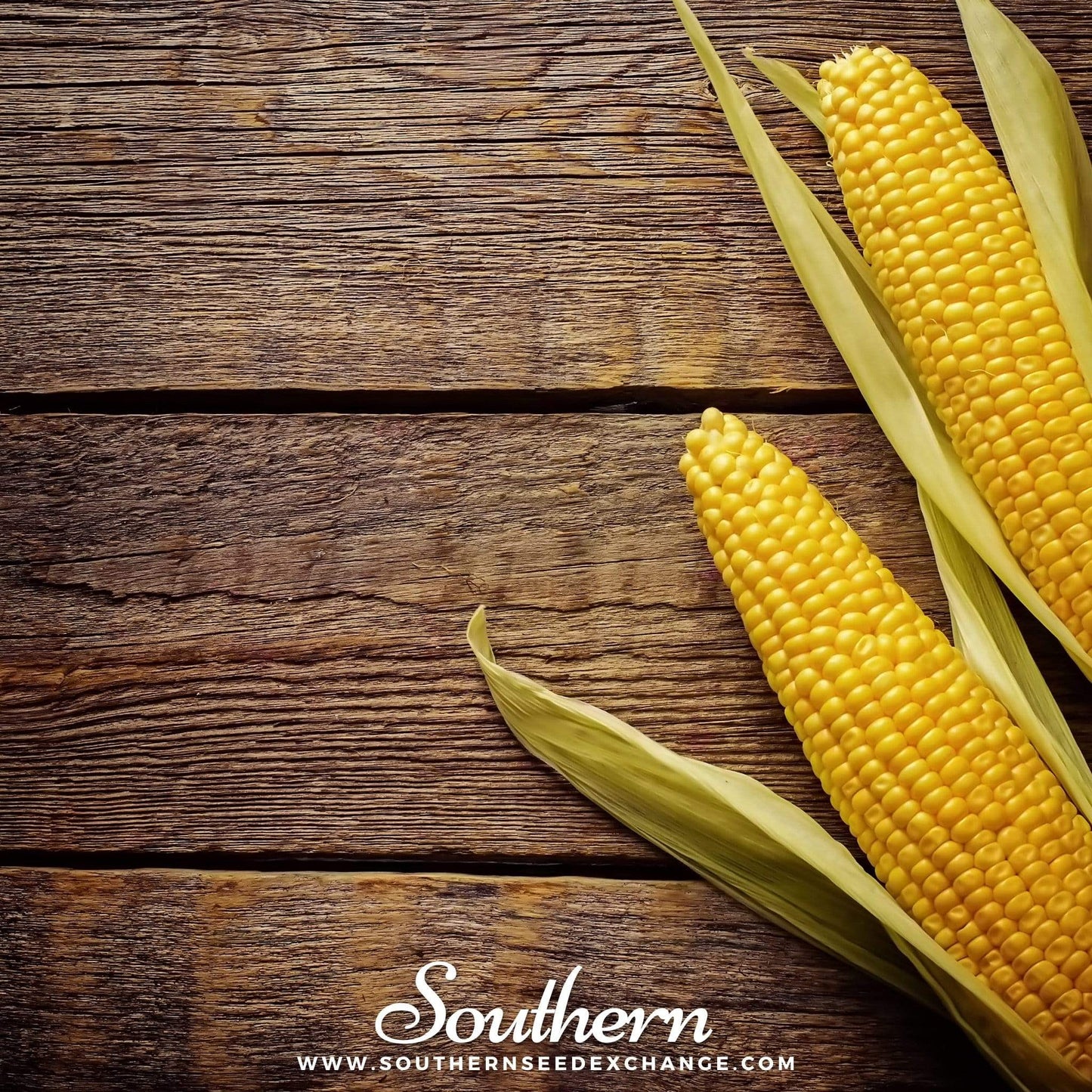 Bantam 12 Row Corn ā 30 Seeds