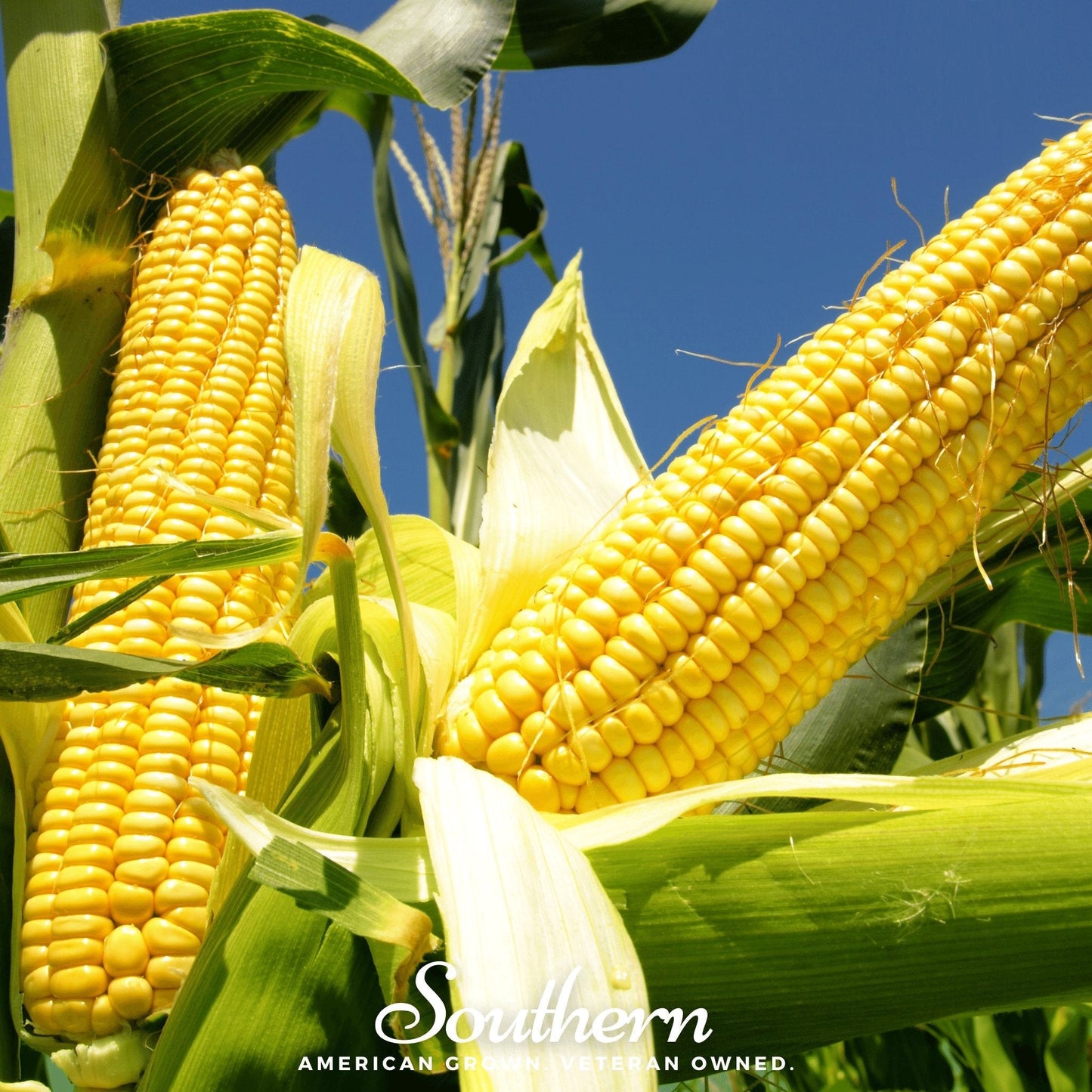 Bodacious Corn ā 30 Seeds