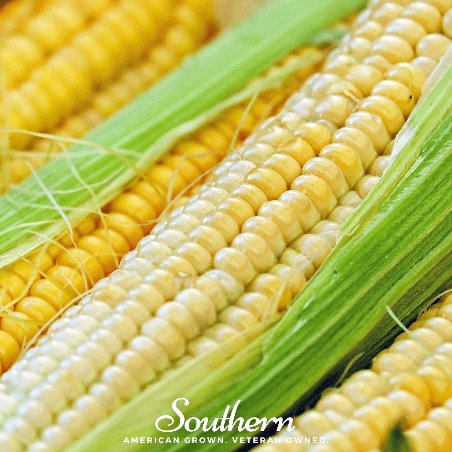 Bodacious Corn ā 30 Seeds